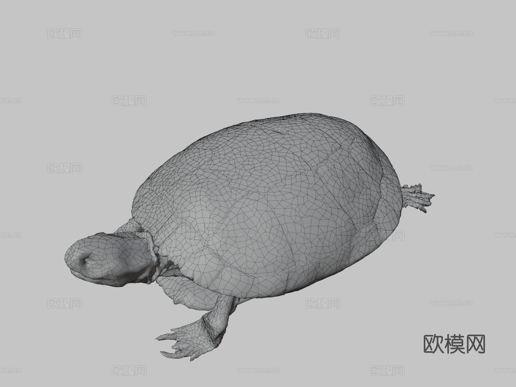 乌龟由RISD自然实验室优化3d模型