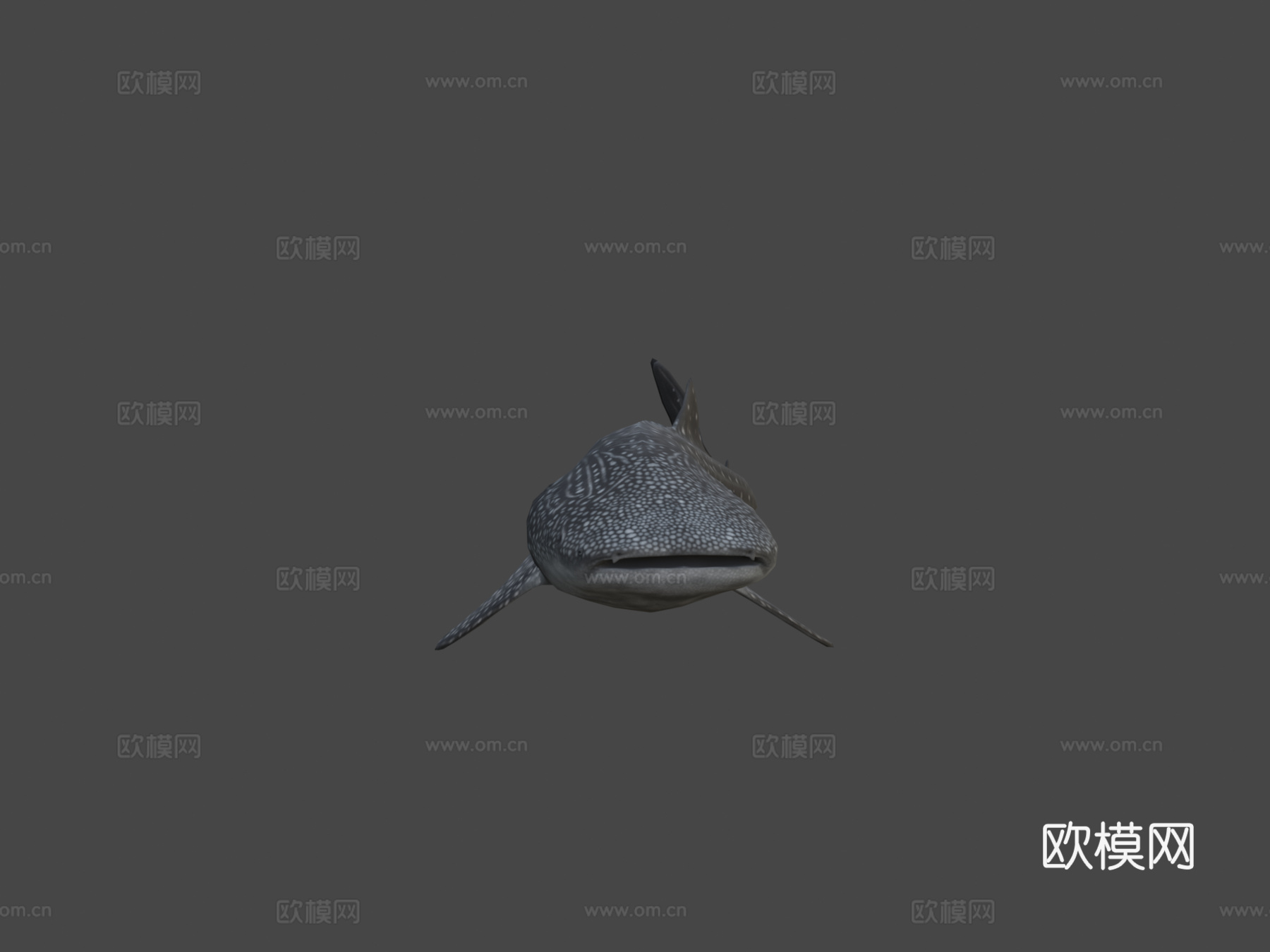 鲸鲨3d模型