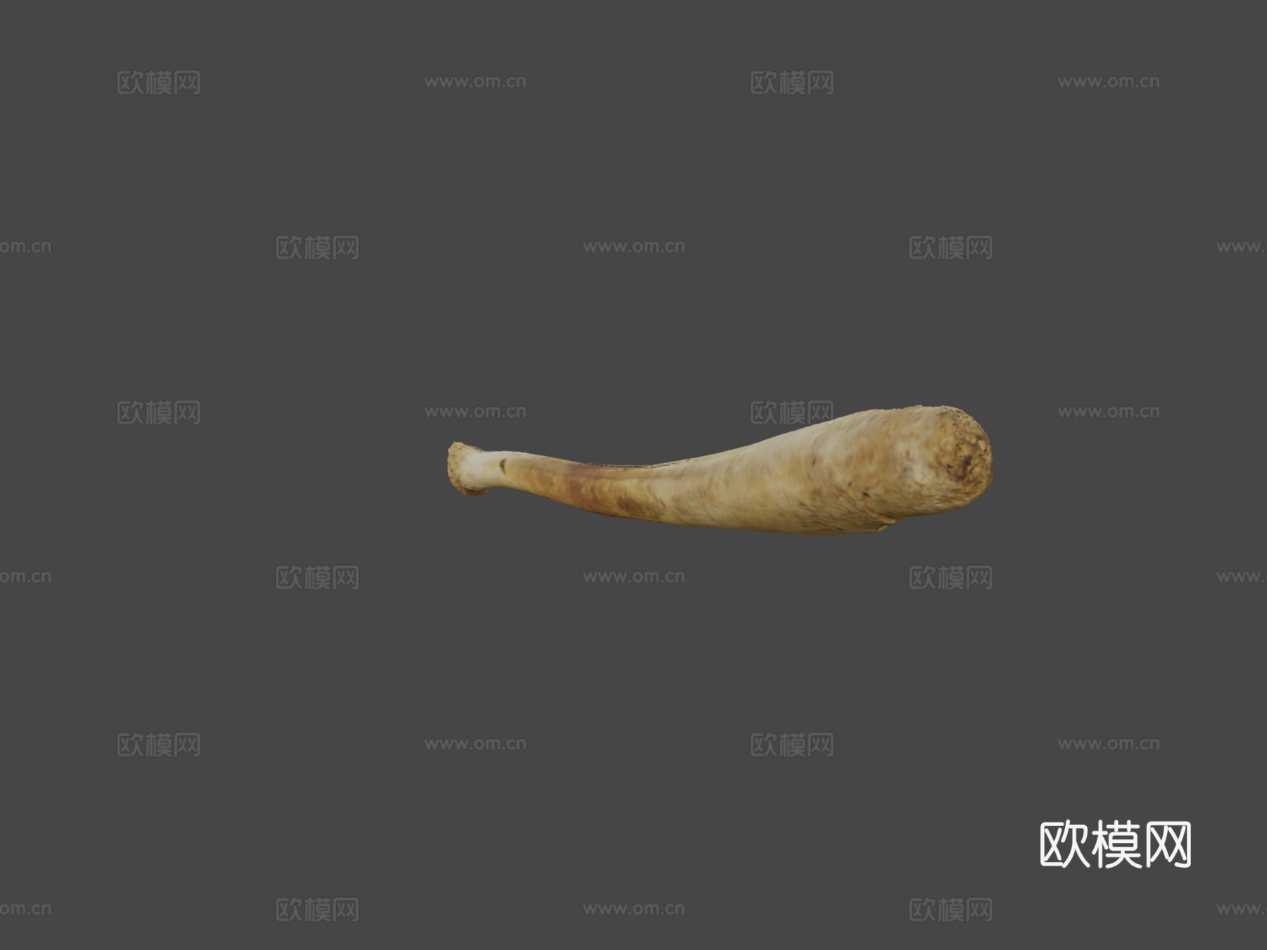 海象阴茎骨3d模型