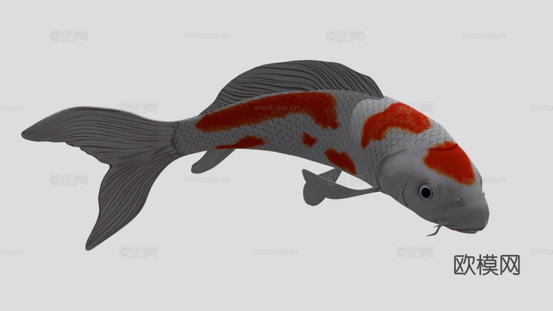 锦鲤3d模型