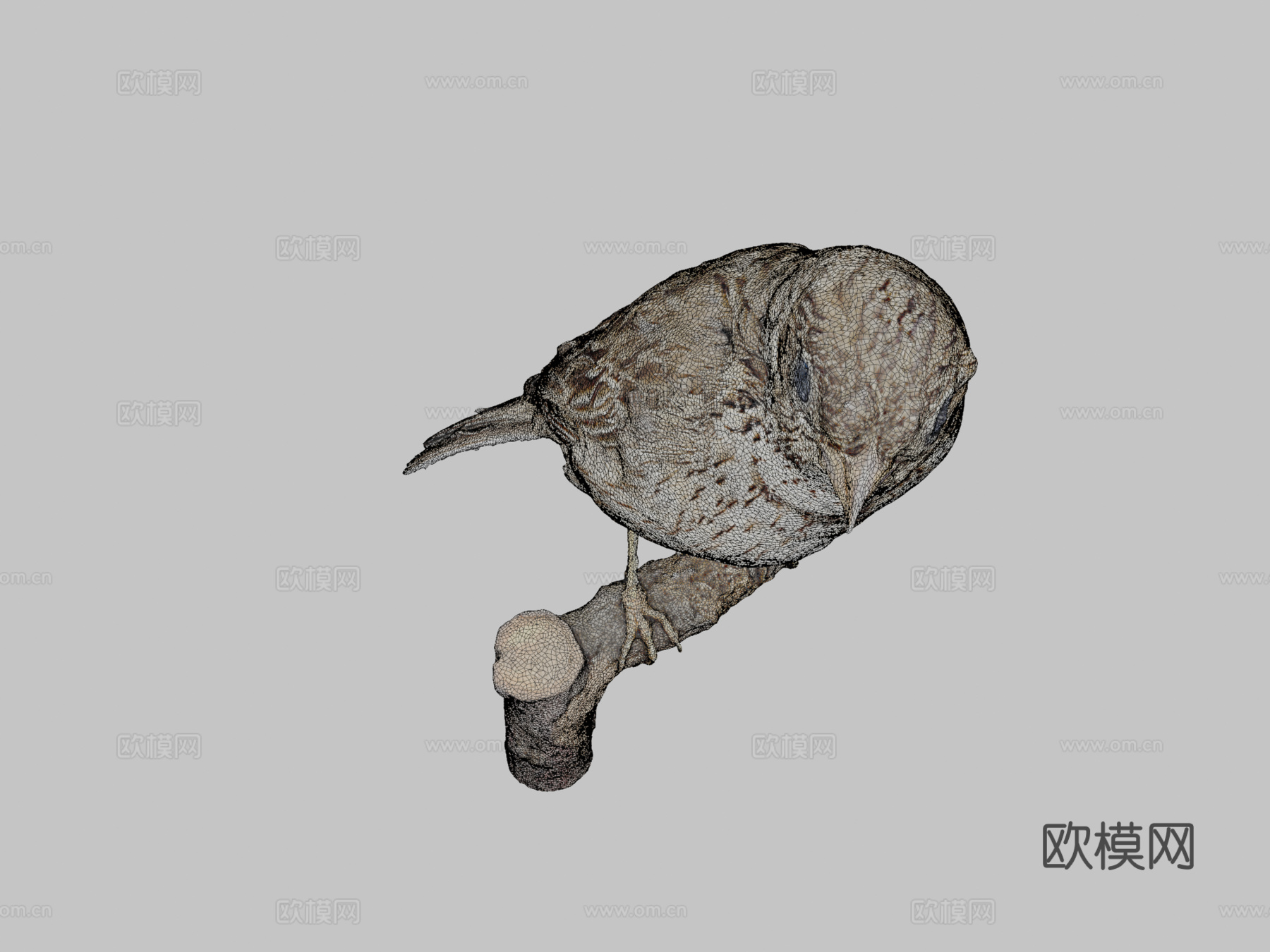 黍鹀(数字自然历史档案(DiNArDa))3d模型