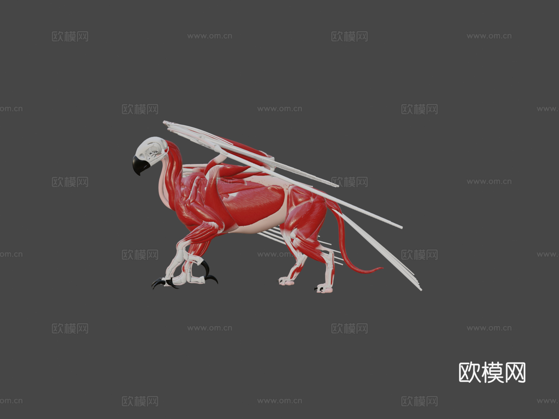 狮鹫解剖3d模型