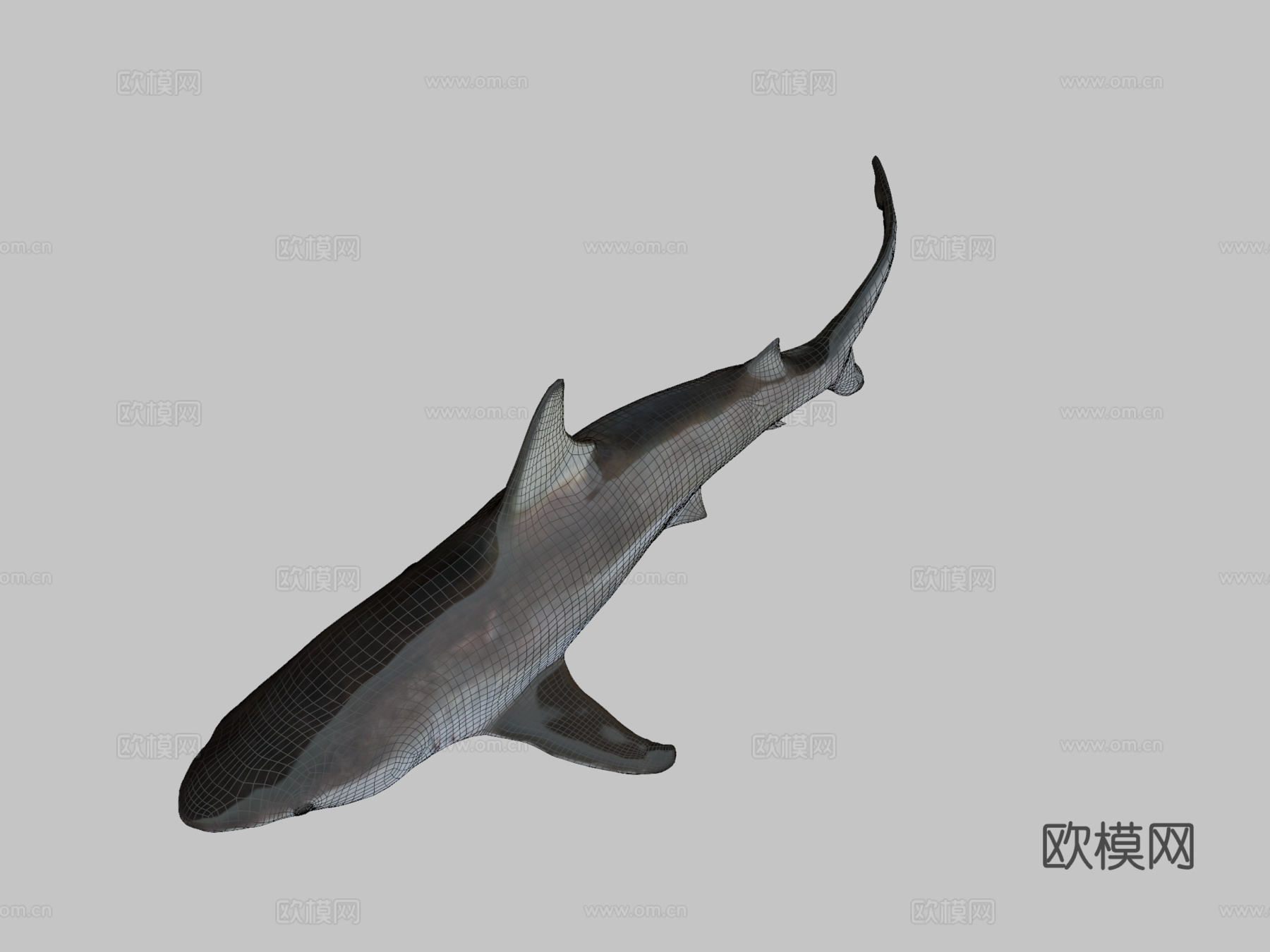 鲨鱼3d模型