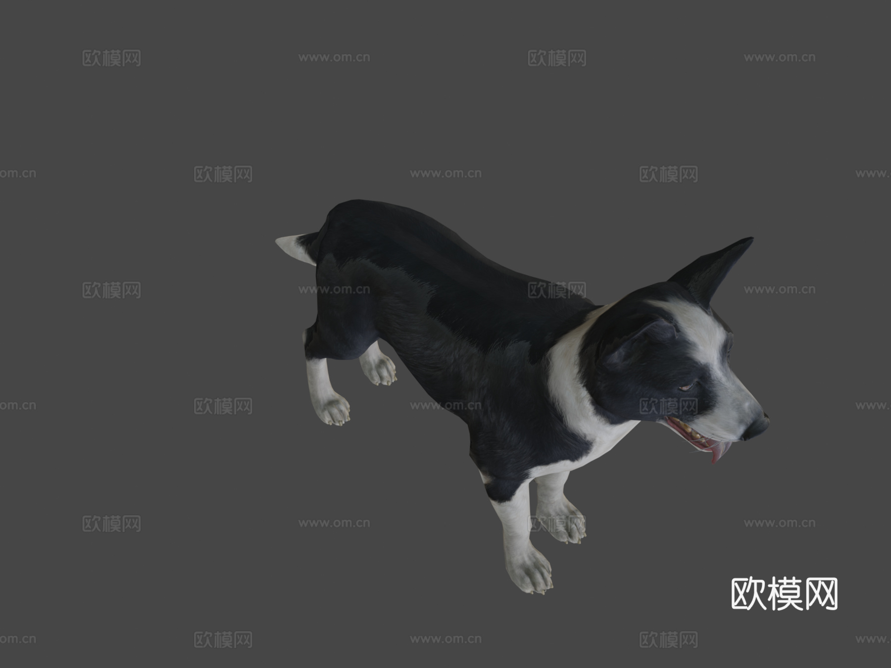 狗-边境牧羊犬3d模型