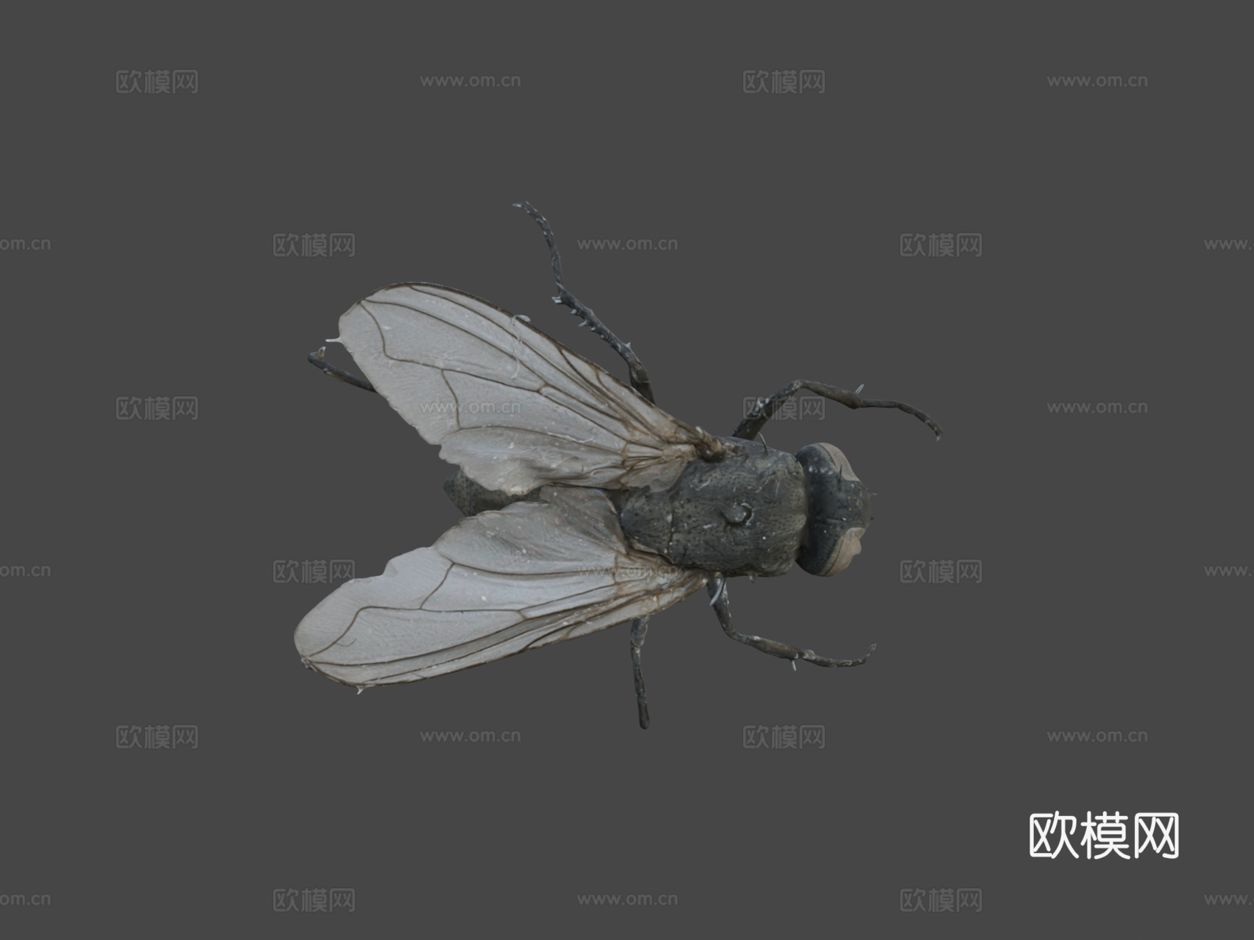 家蝇（自然历史数字档案(DiNArDa)）3d模型
