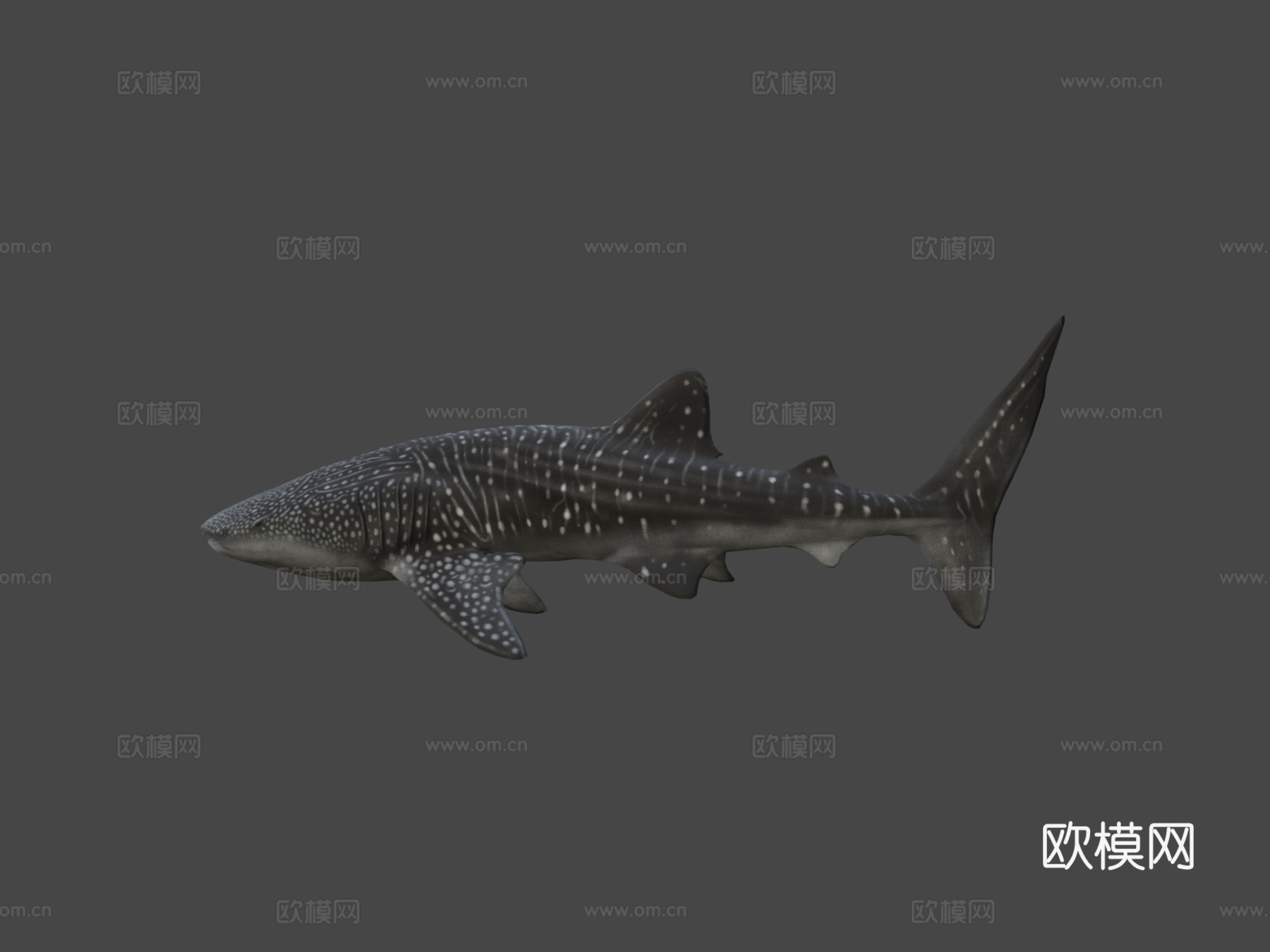 鲸鲨3d模型