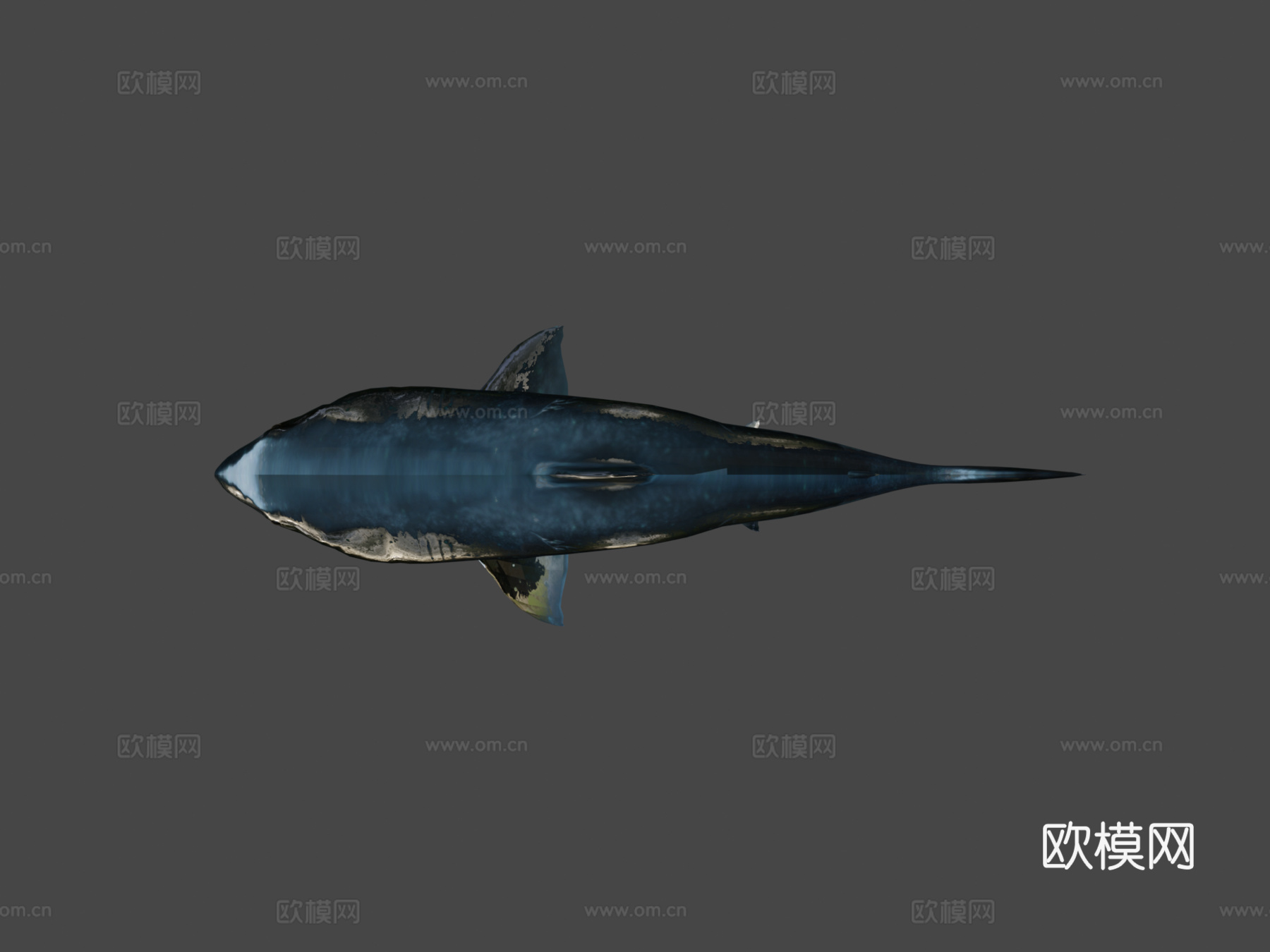 鲨鱼3d模型