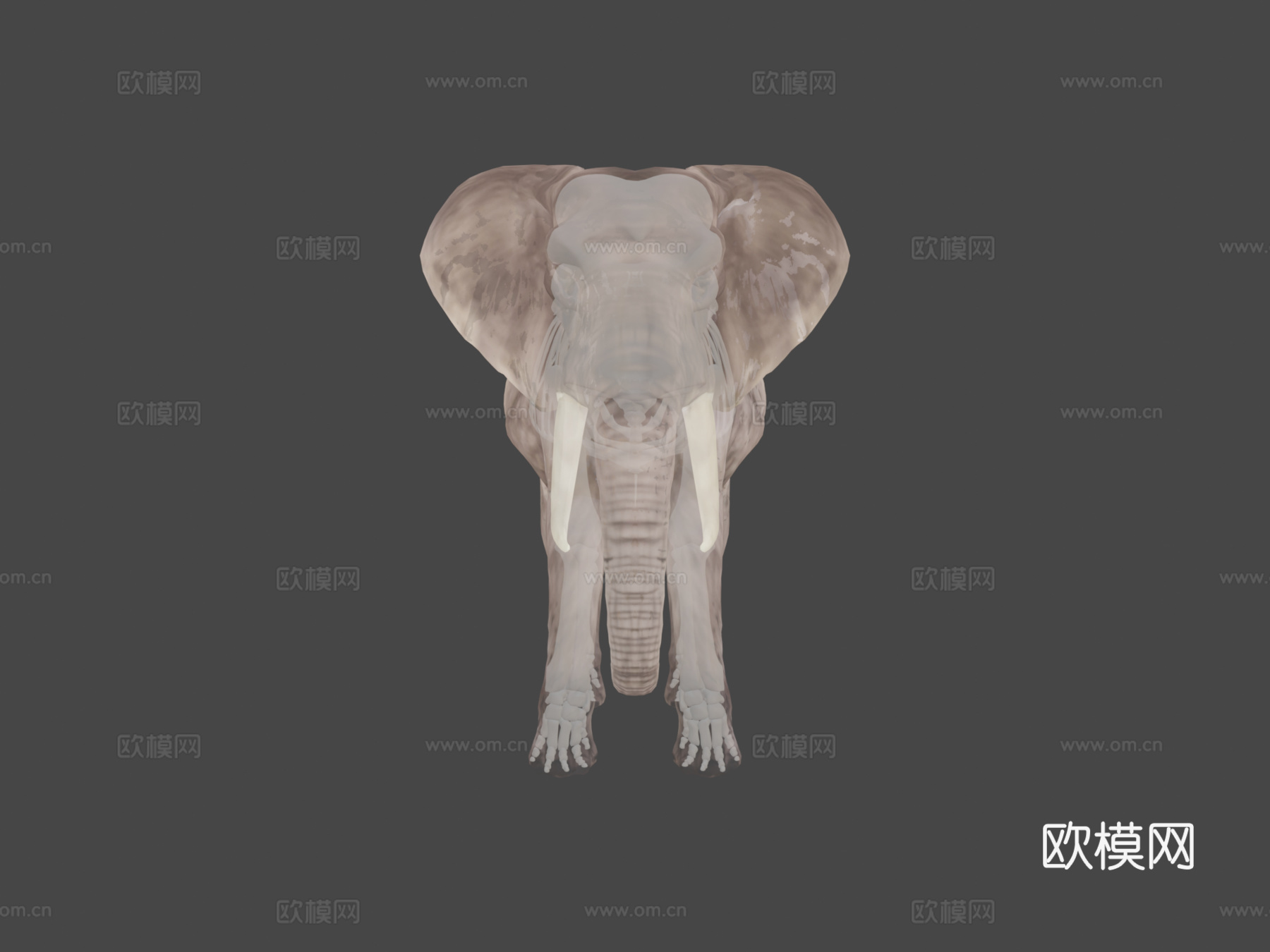 非洲象骨骼3d模型