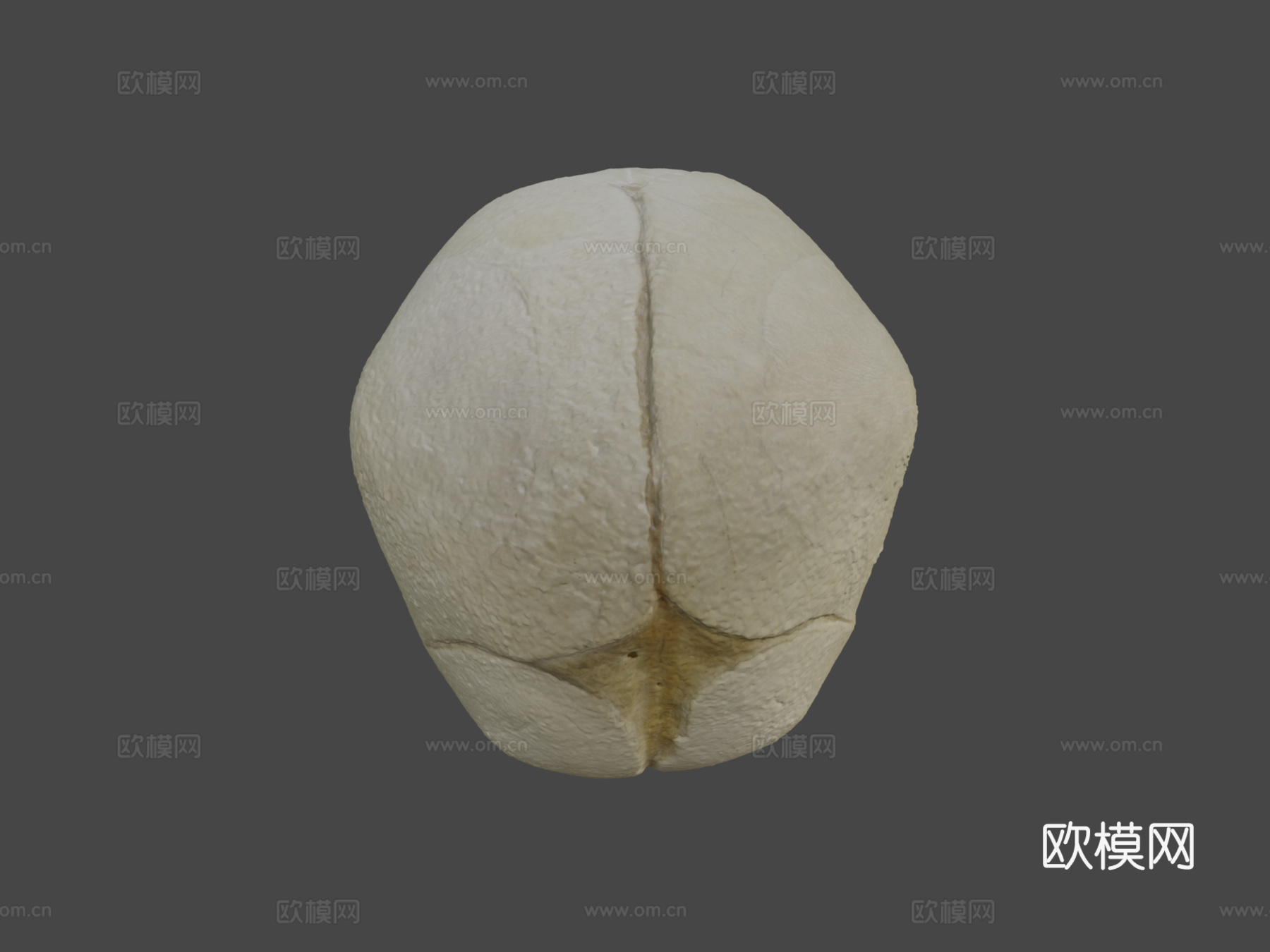 人类胎儿头骨3d模型
