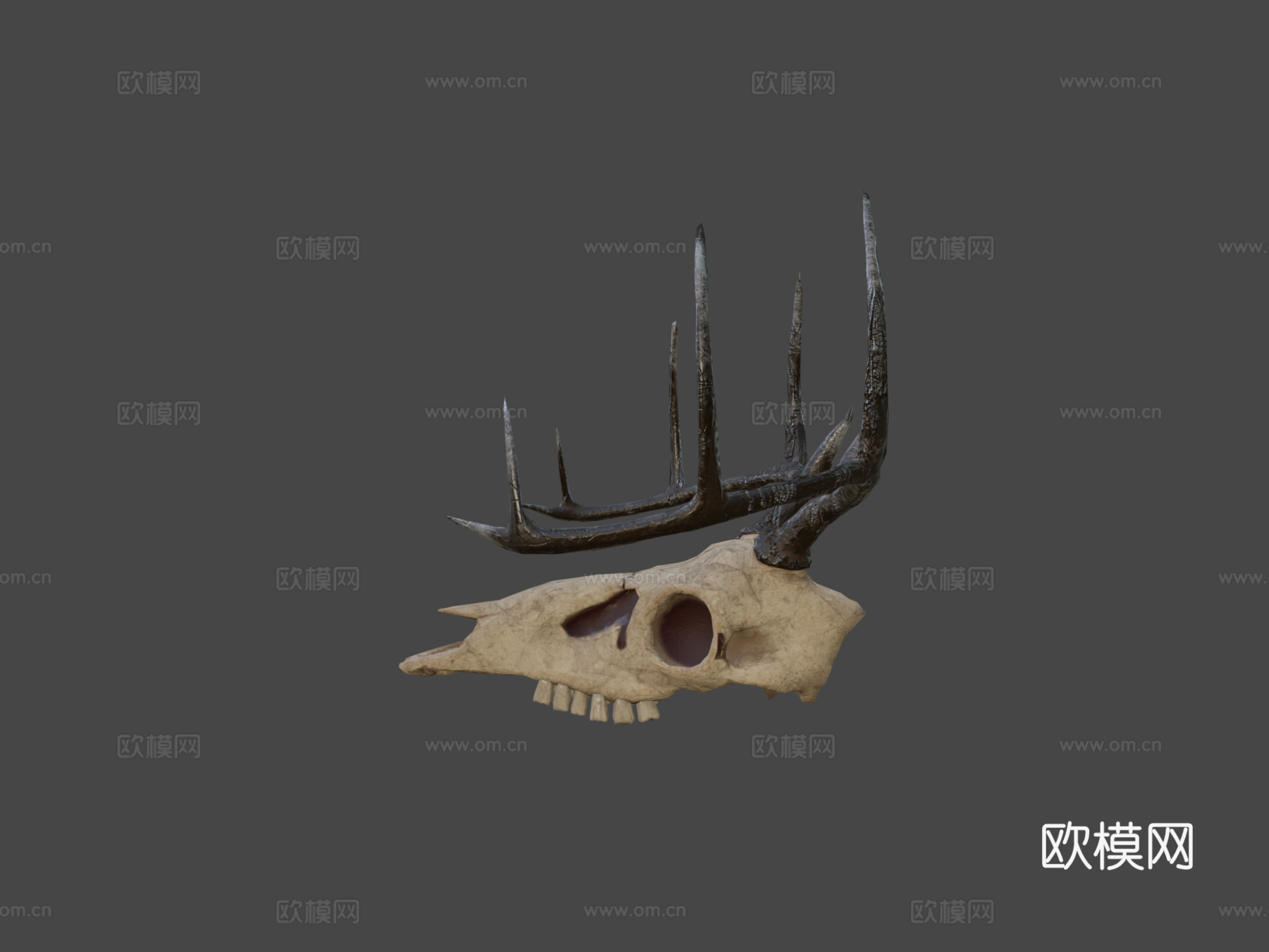 鹿头骨3d模型