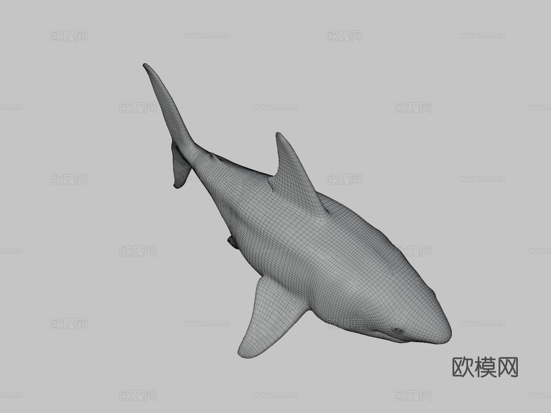 巨齿鲨3d模型