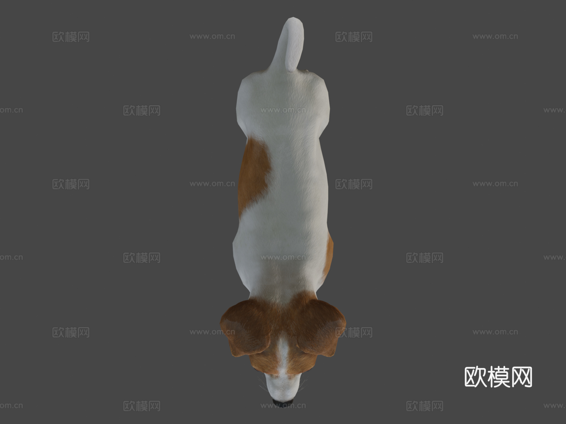 狗-杰克罗素梗犬3d模型