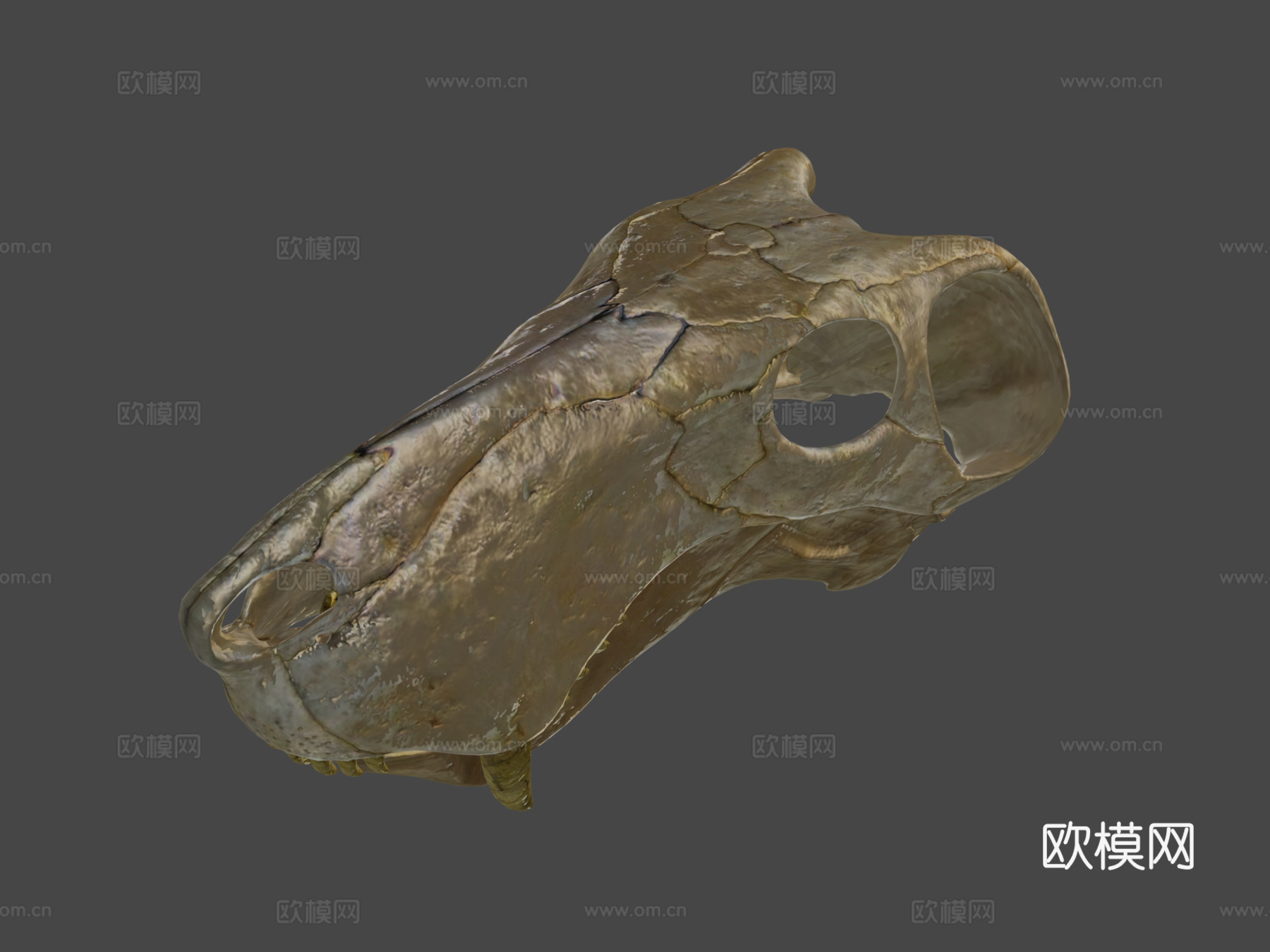 蛇齿龙3d模型