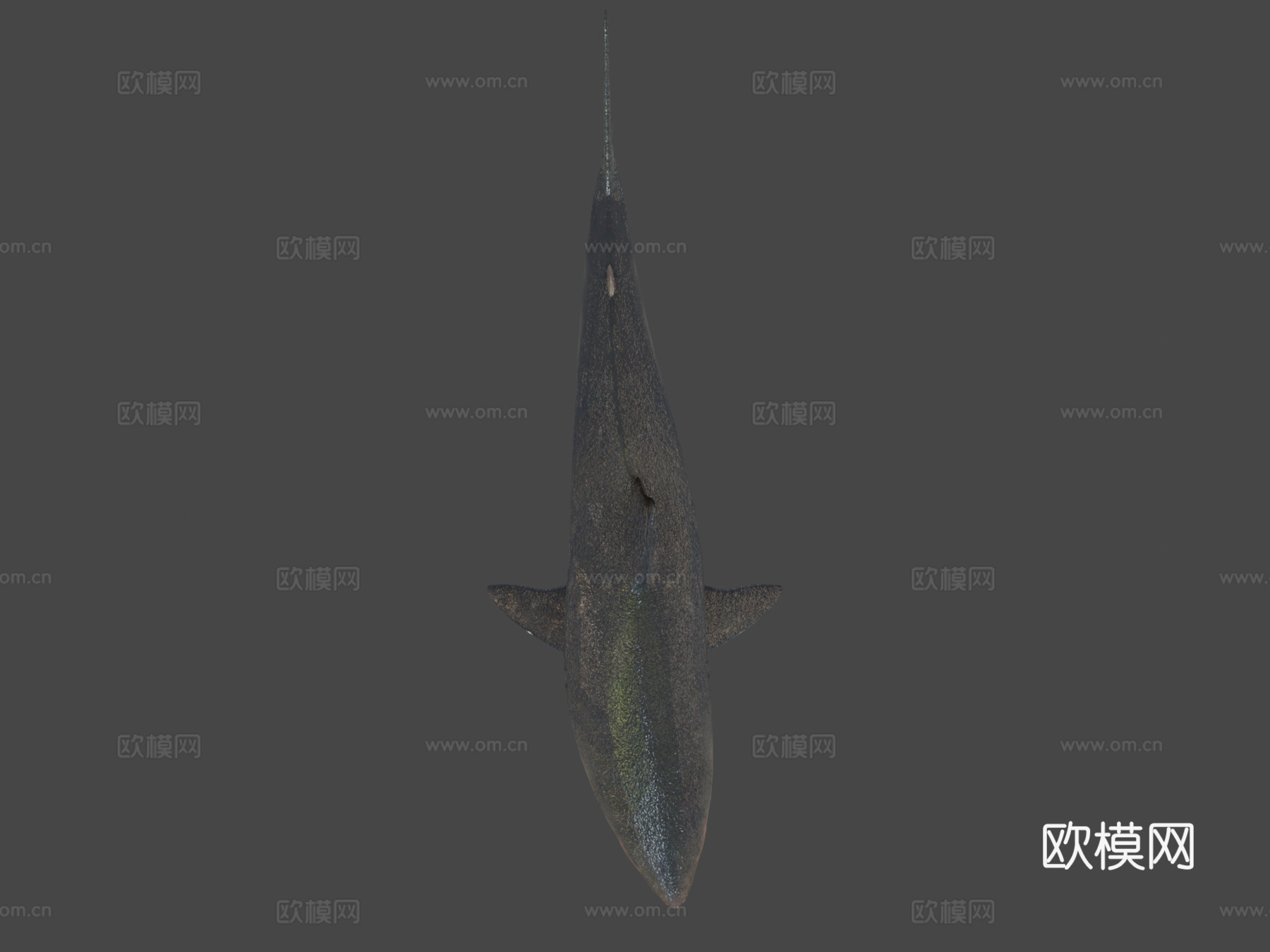 巨齿鲨3d模型