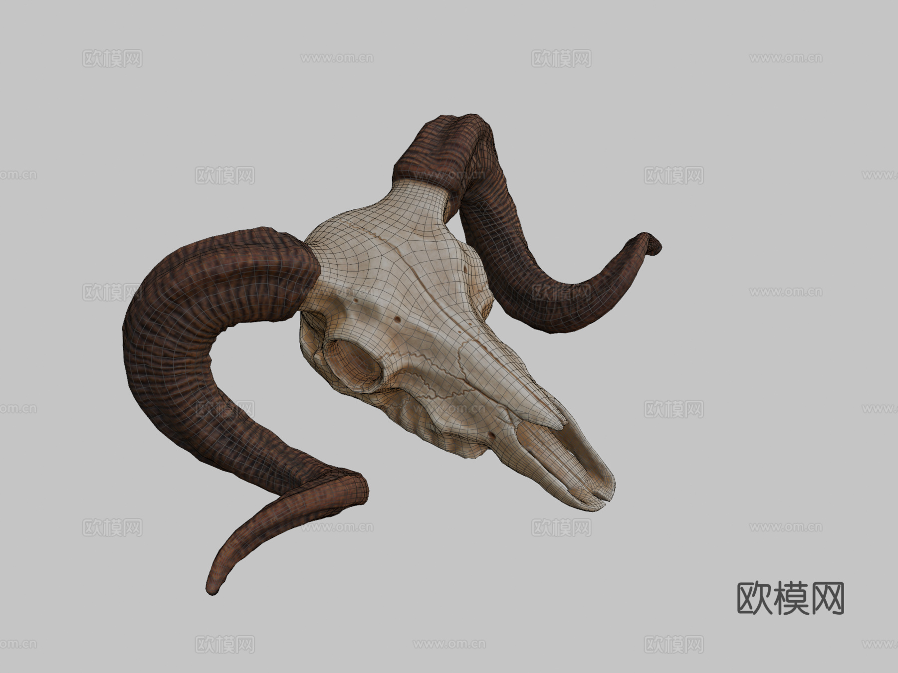 大角羊头骨3d模型