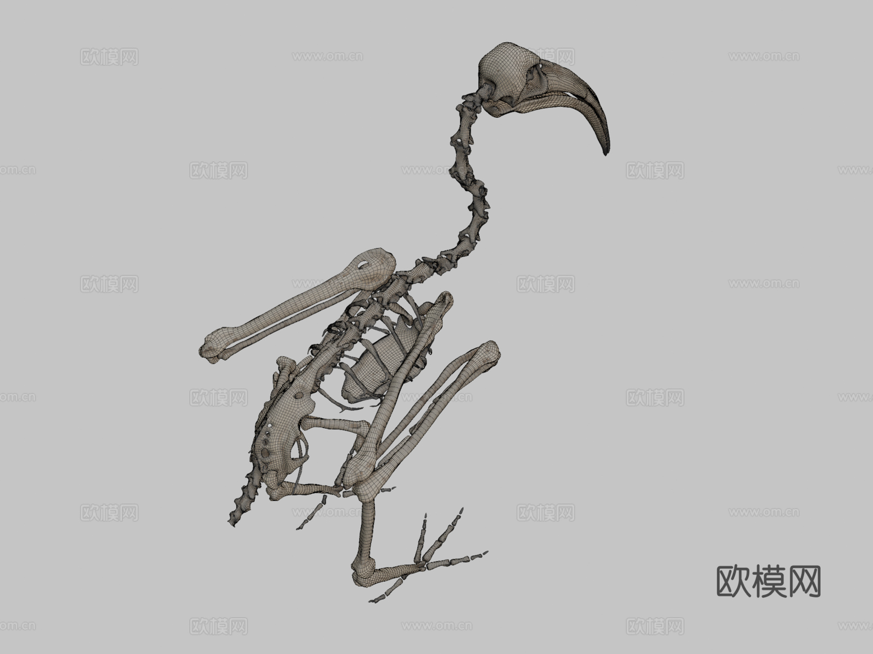 鸟类骨架朱鹭3d模型