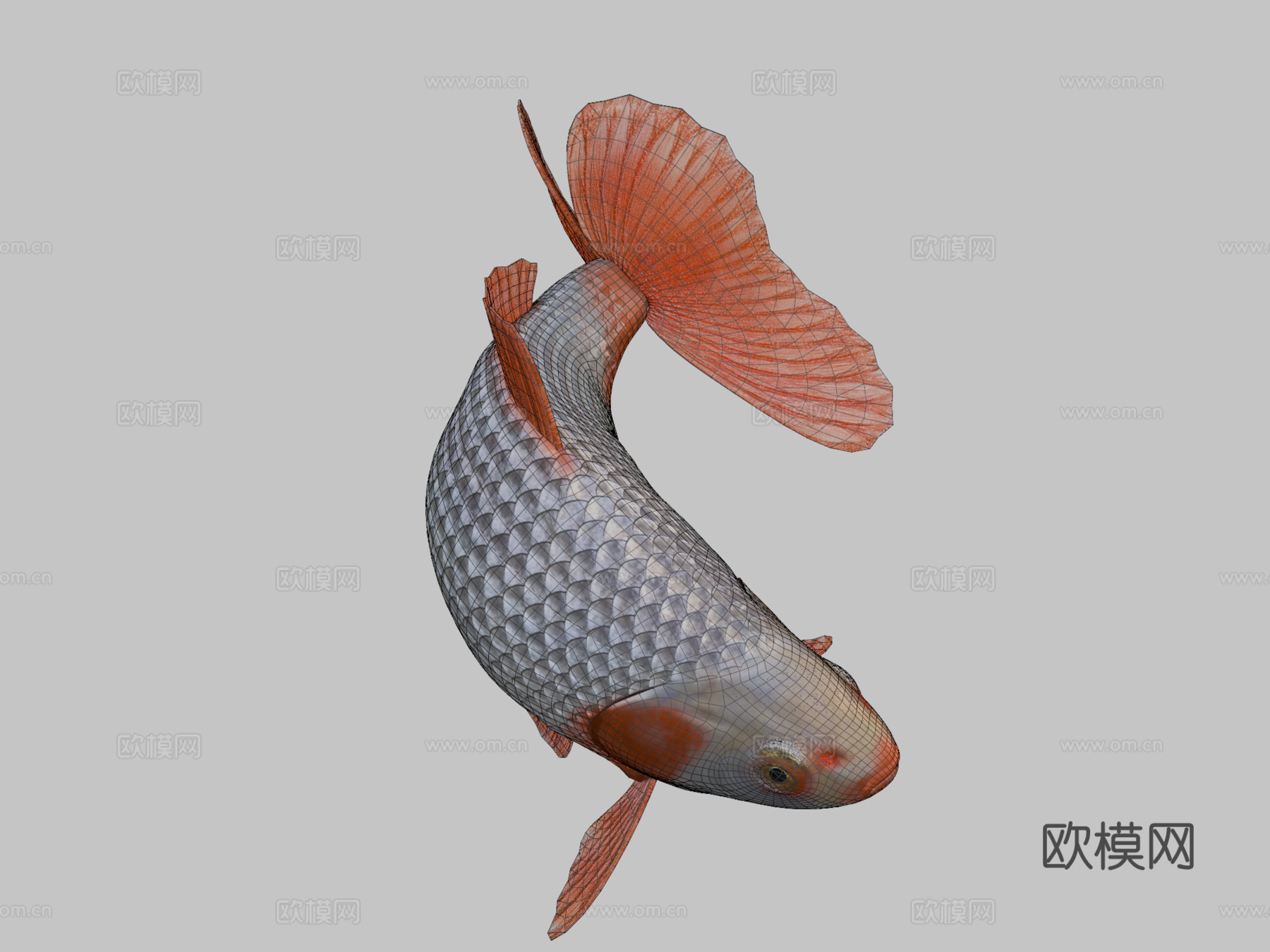 地金金鱼3d模型