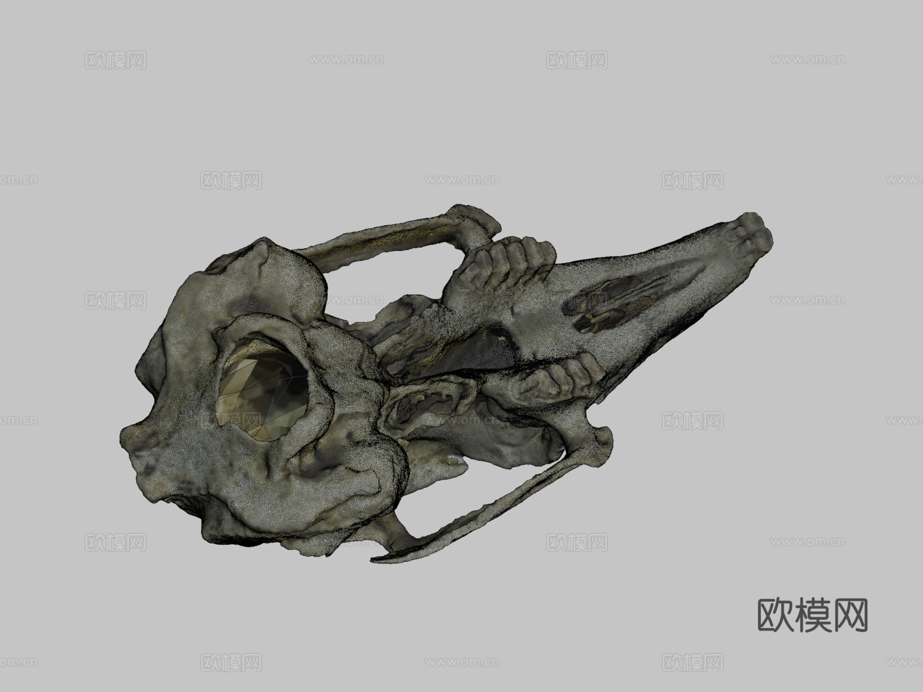 兔头骨摄影测量法3d模型