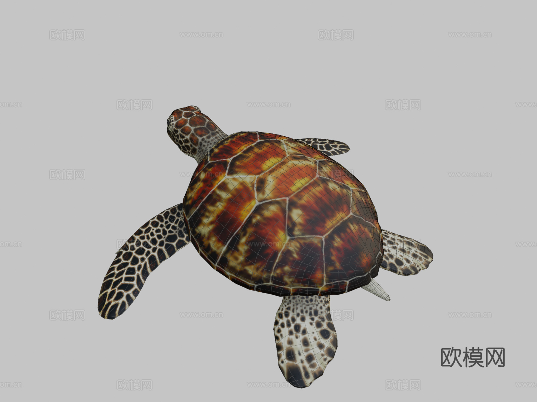 绿海龟3d模型