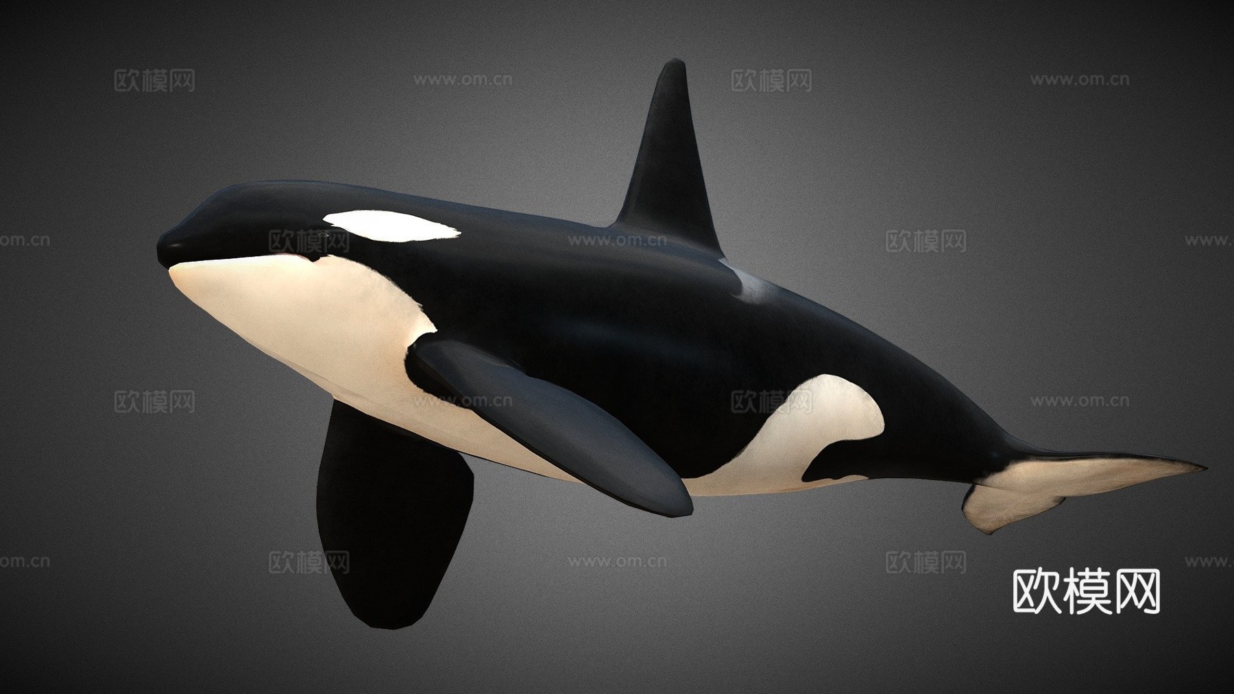 虎鲸(逆戟鲸)-杀人鲸3d模型
