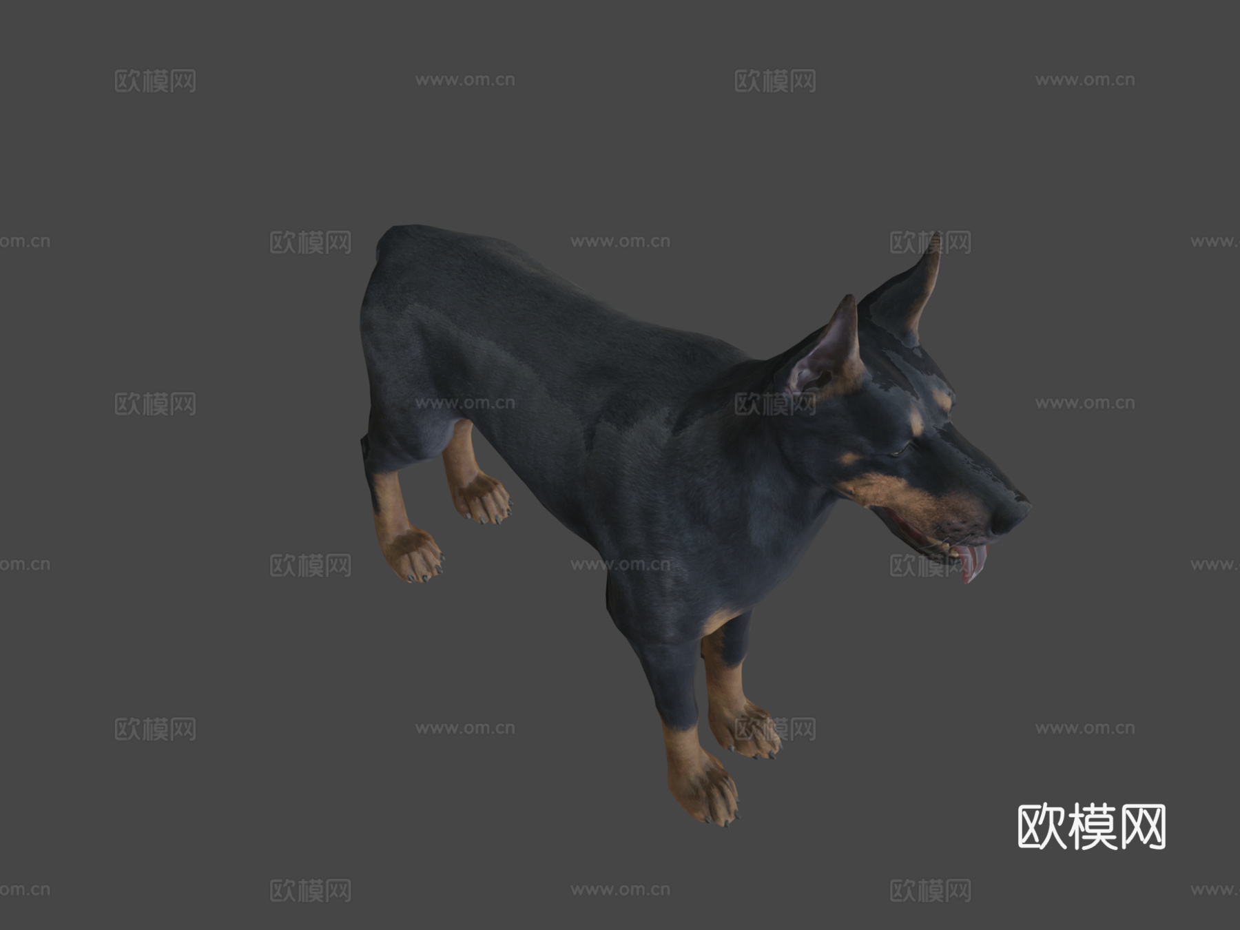 狗-杜宾犬3d模型