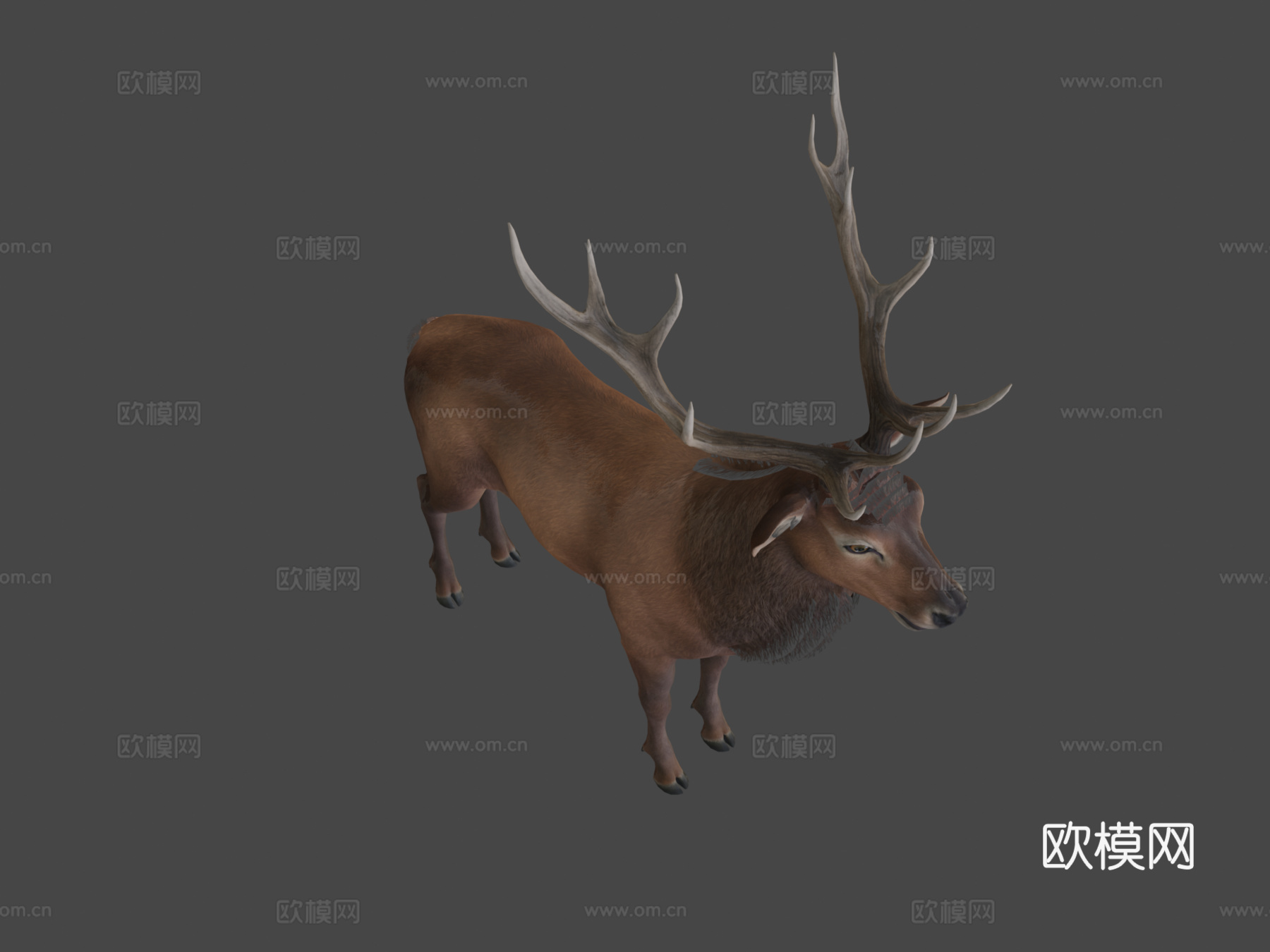 马鹿动画3d模型