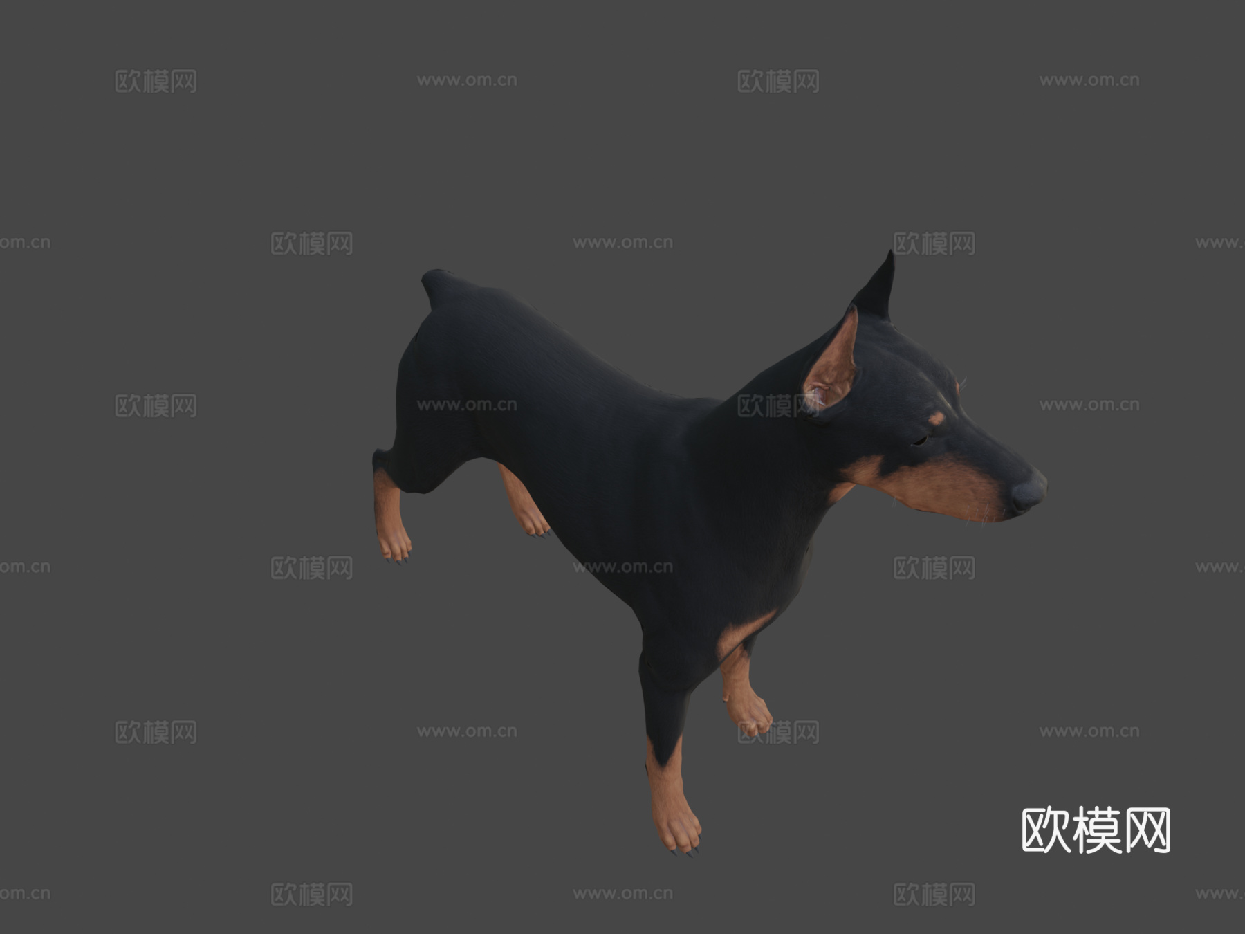 杜宾犬3d模型