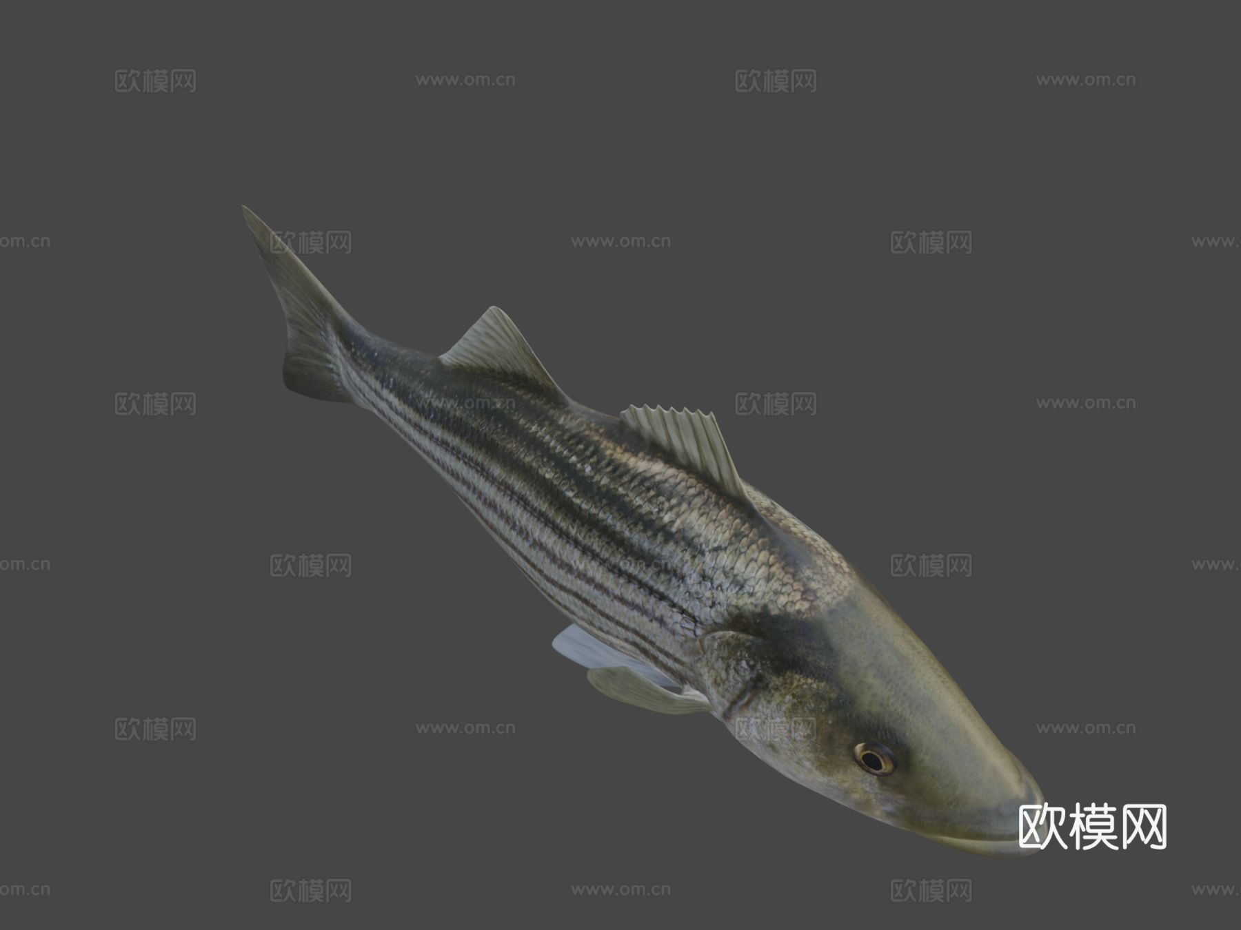 模型69A-条纹鲈鱼3d模型