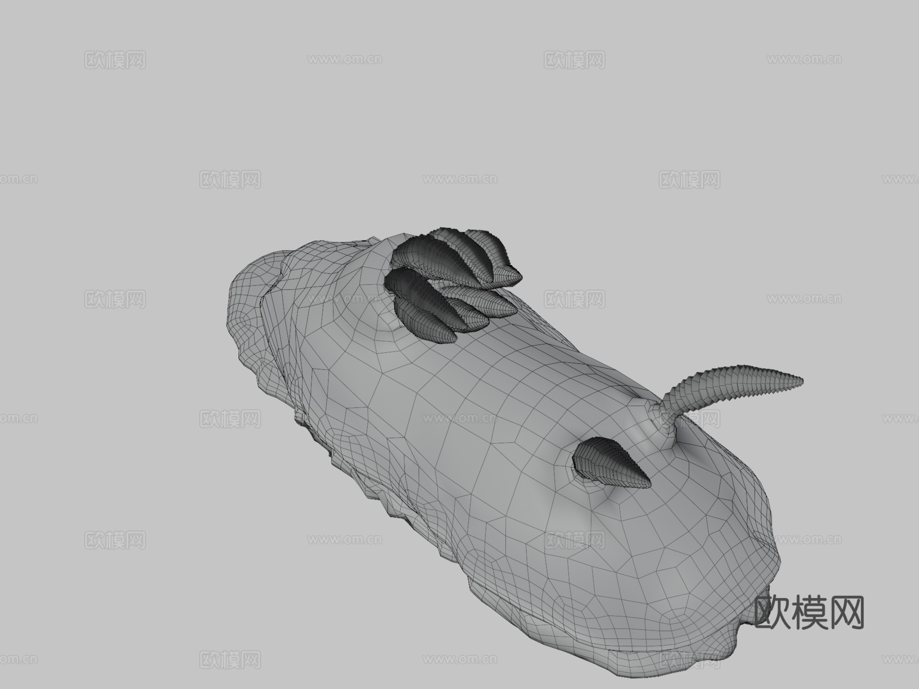 海蛞蝓—安娜多彩海蛞蝓3d模型