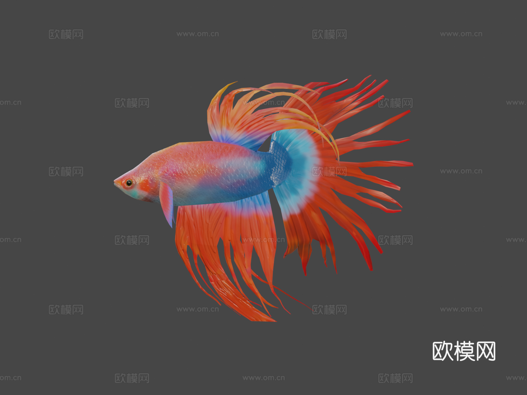 红色斗鱼3d模型