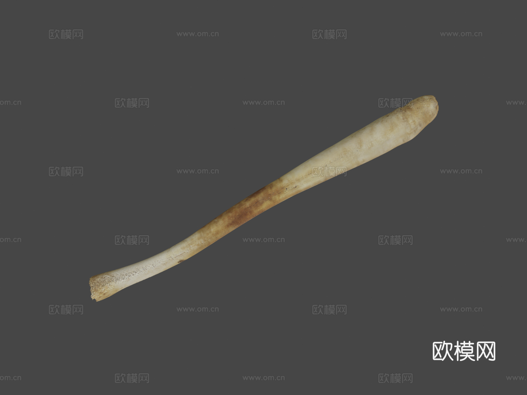 海象阴茎骨3d模型