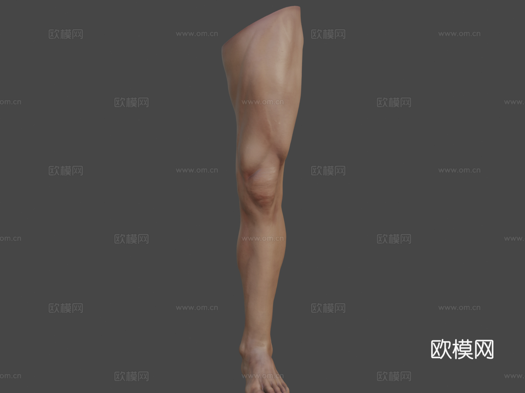腿3d模型