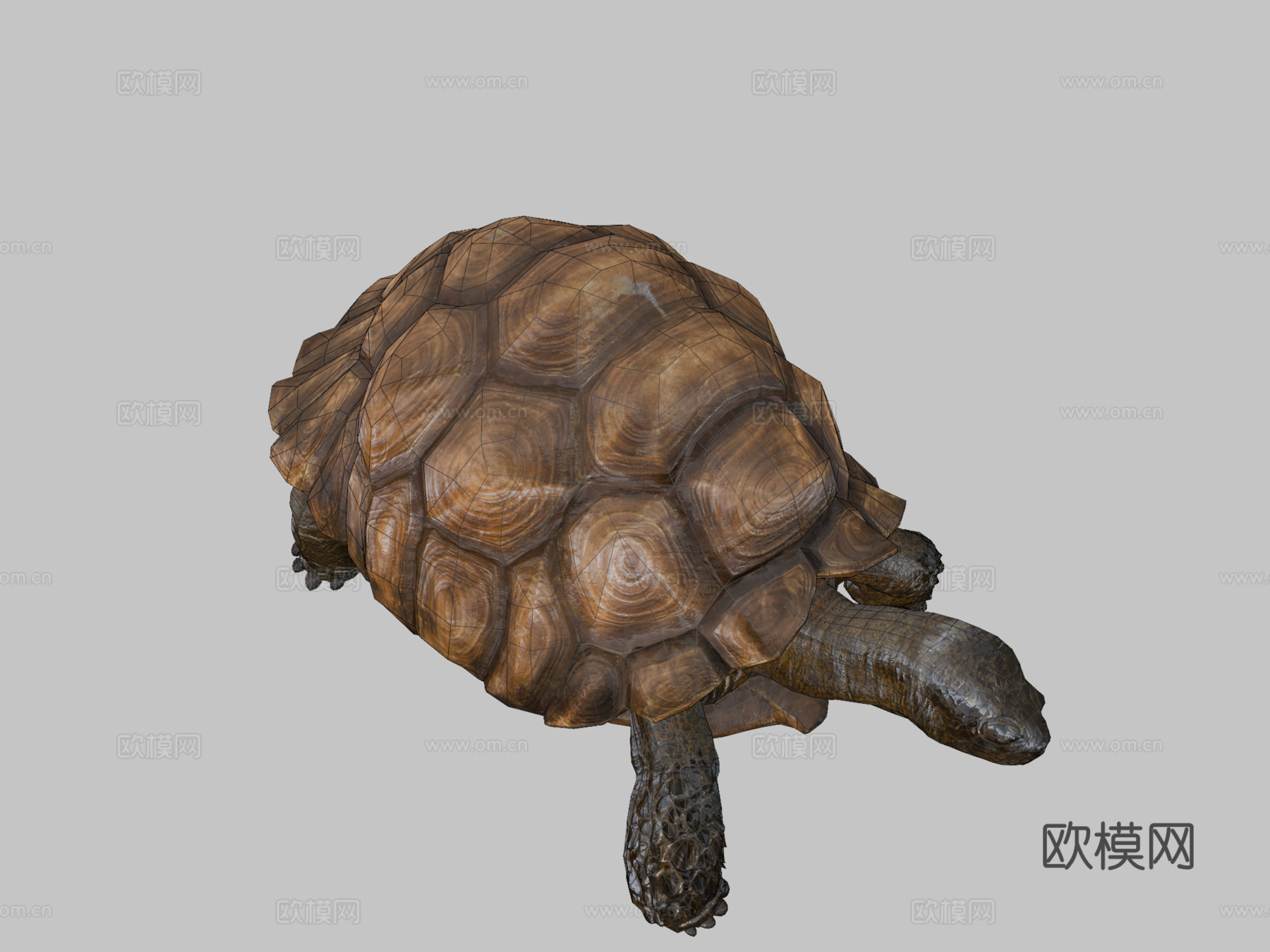 苏卡达陆龟01号3d模型