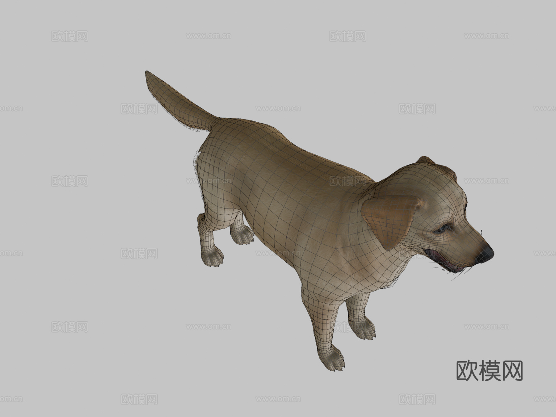 狗狗-拉布拉多v02版3d模型