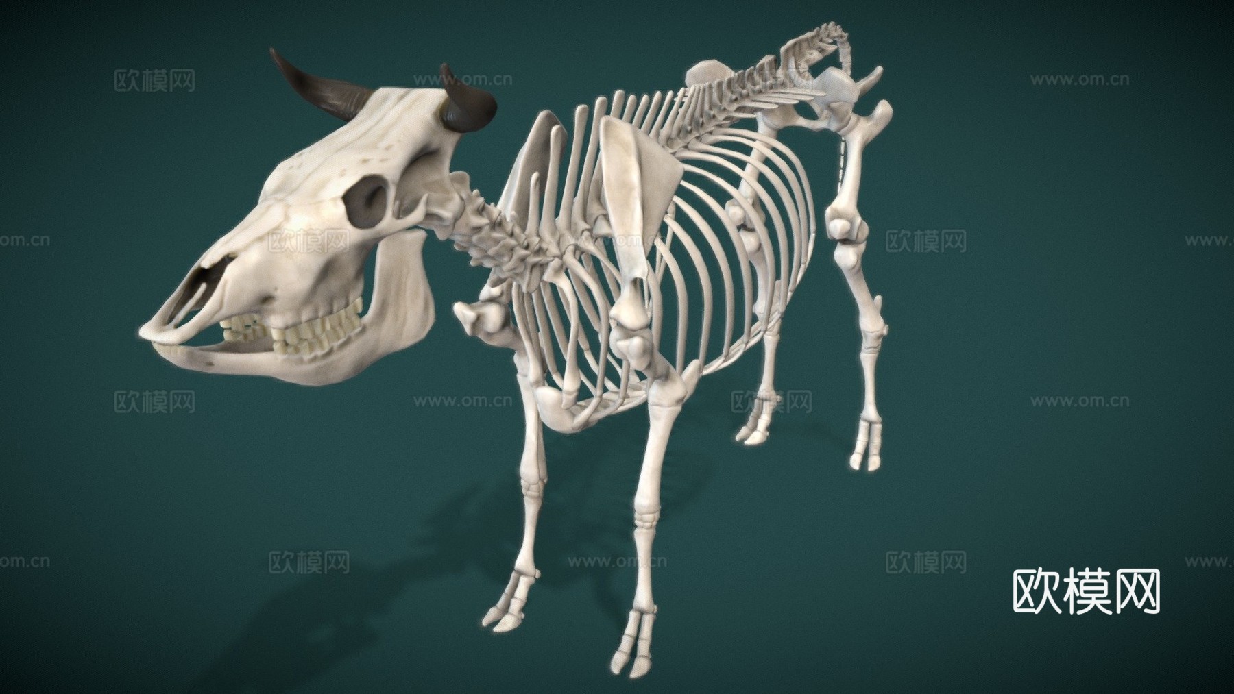 牛骨架3d模型