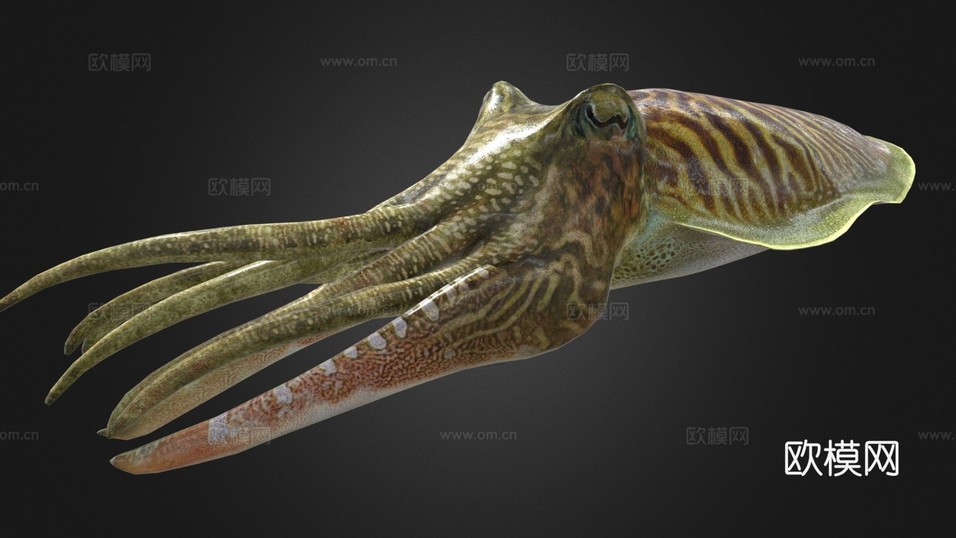乌贼3d模型下载(渲染图1)