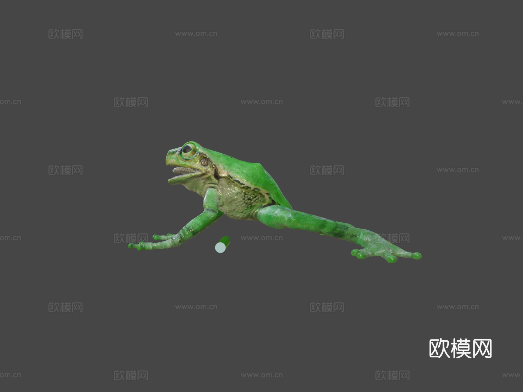 欧洲树蛙3d模型