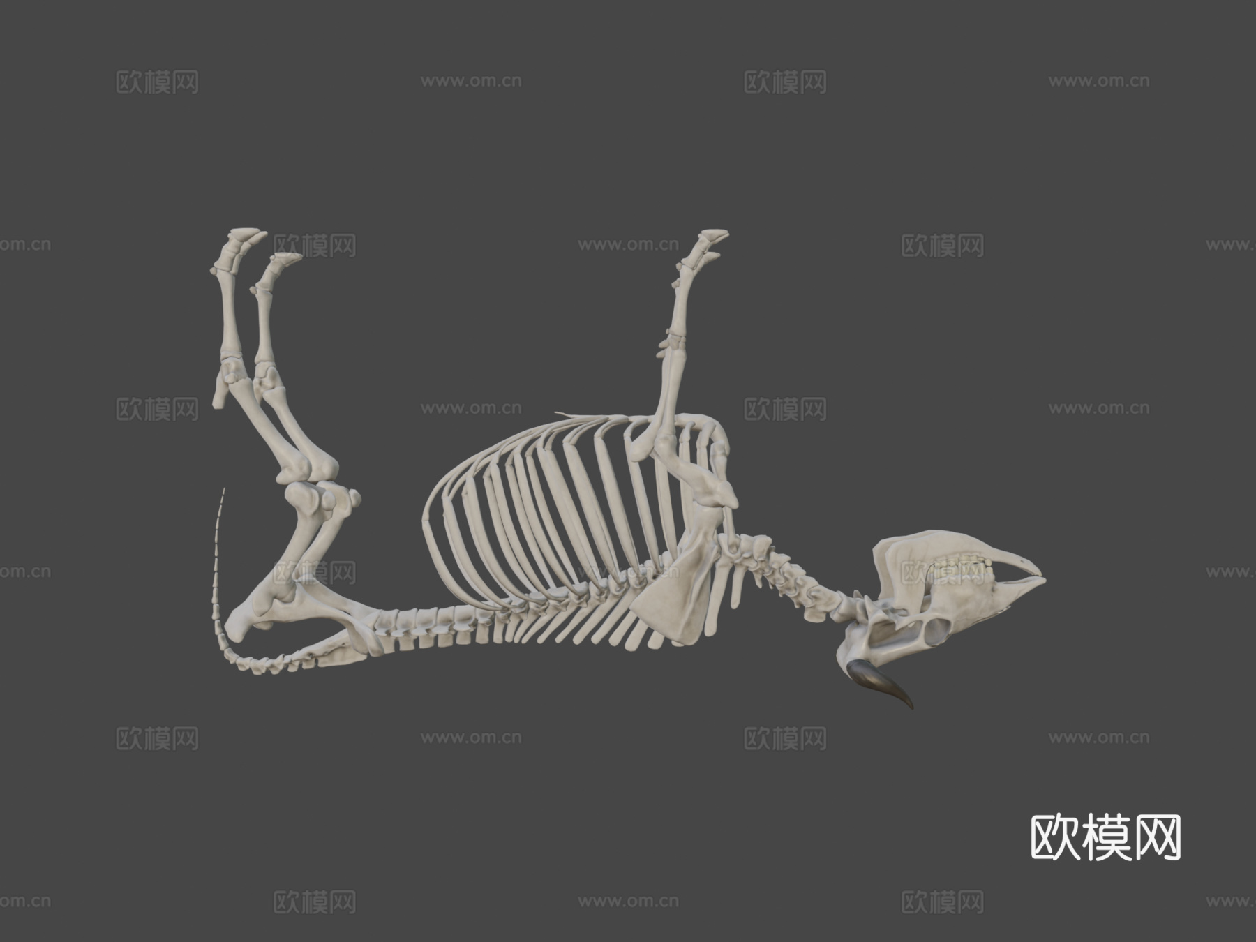 牛骨架3d模型