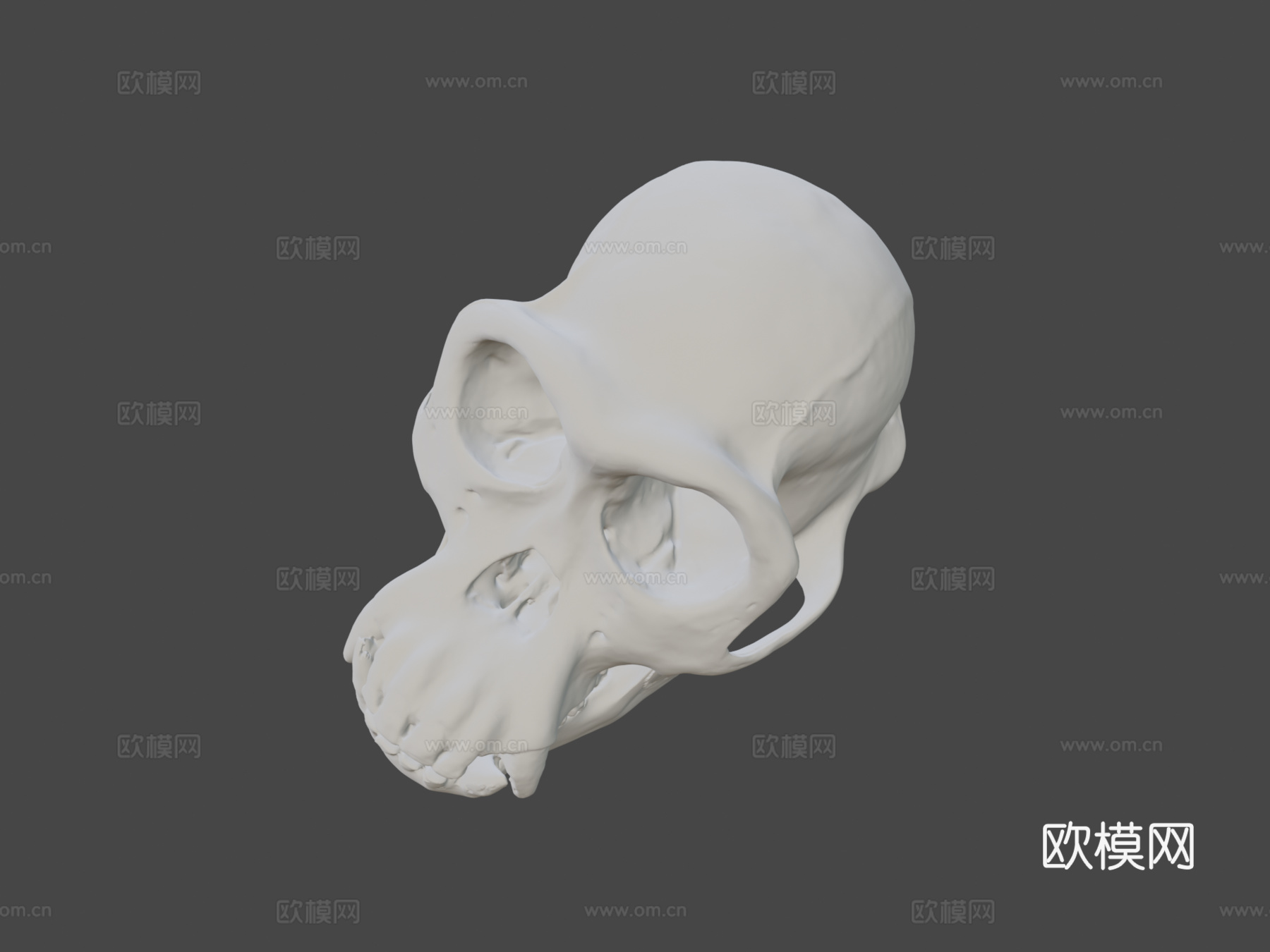 黑猩猩头骨3d模型