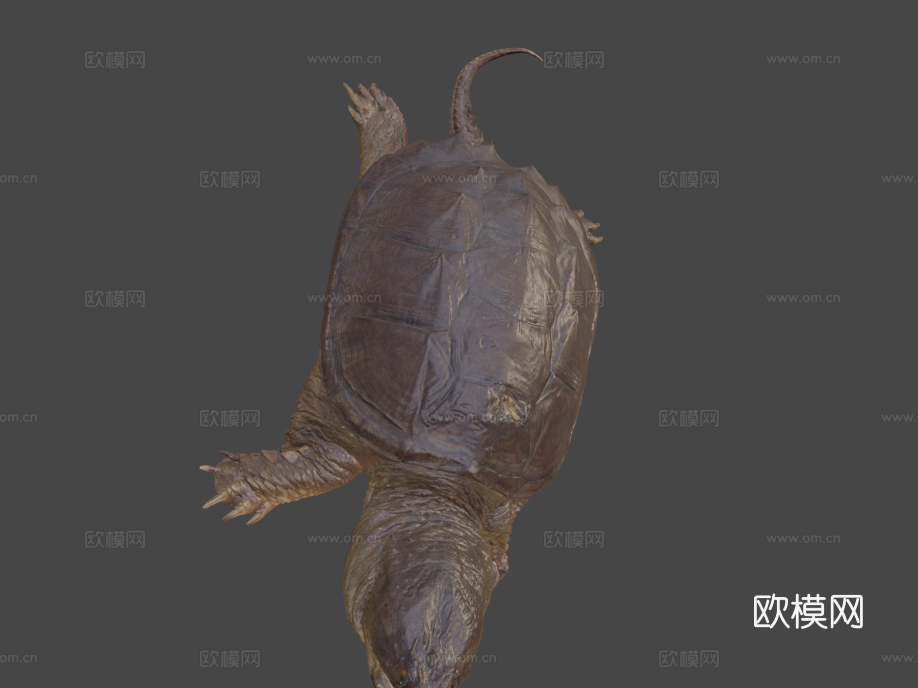 鳄龟3d模型