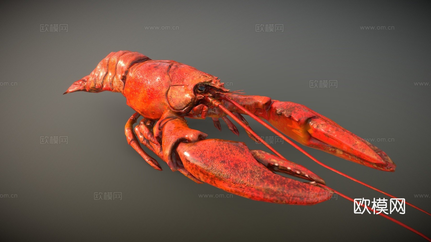龙虾3d模型