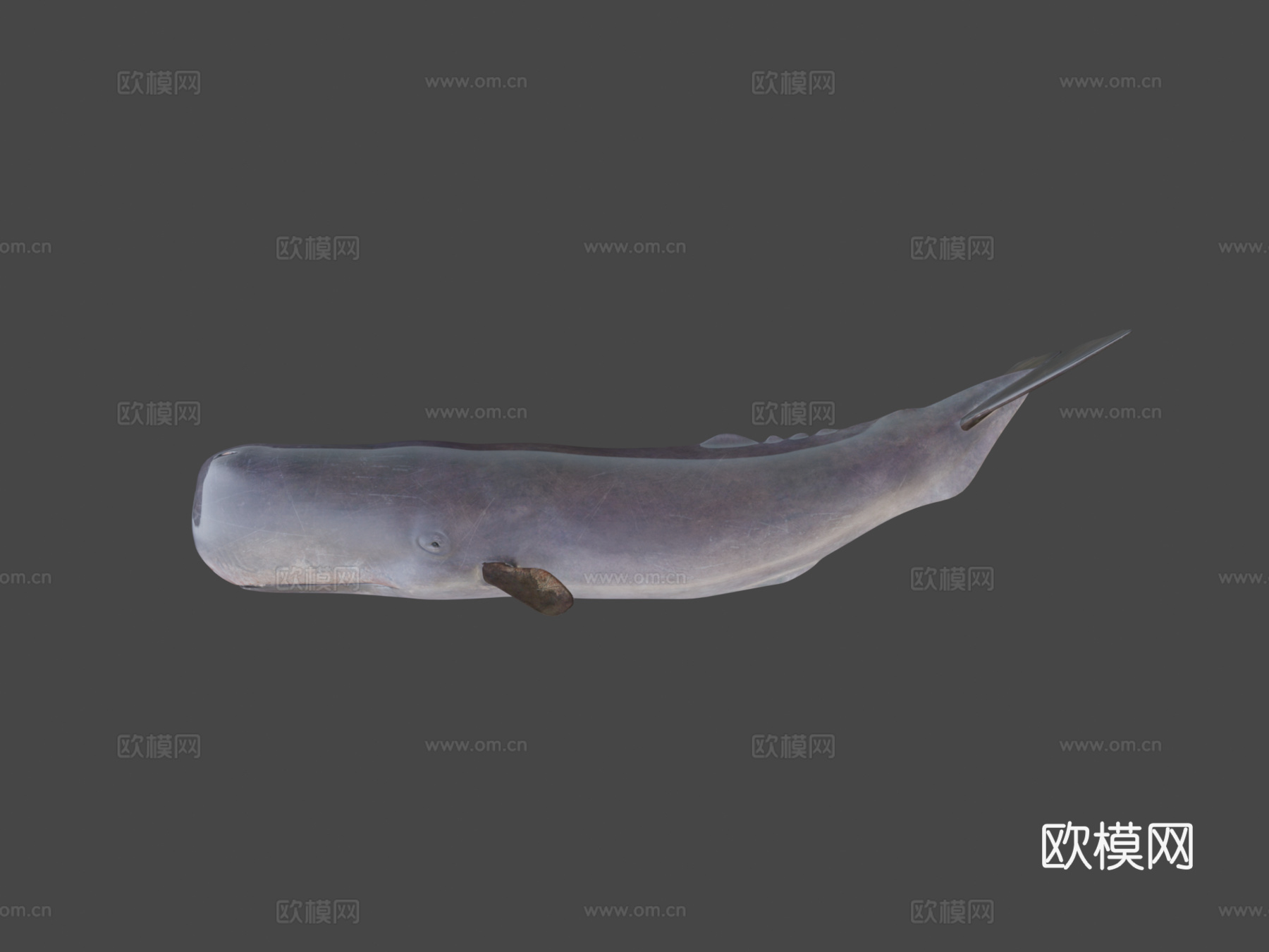 抹香鲸(Physeter Macrocephalous)-精3d模型
