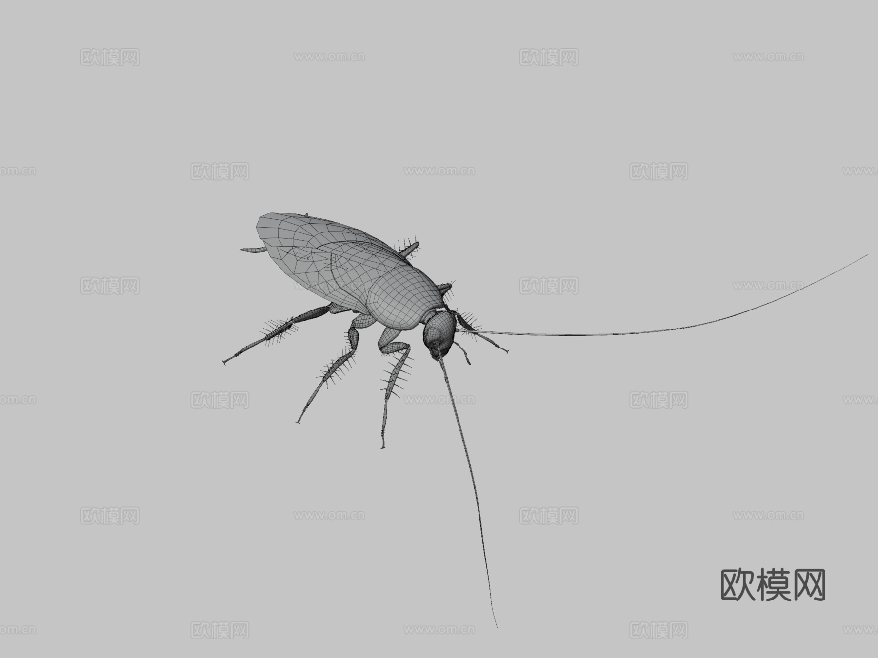 亚洲蟑螂3d模型