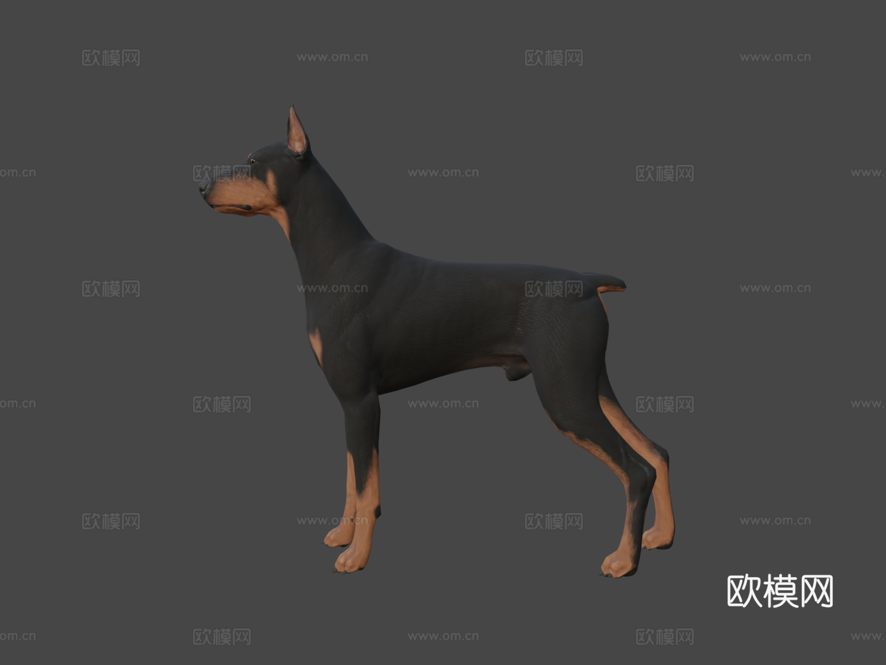 杜宾犬3d模型