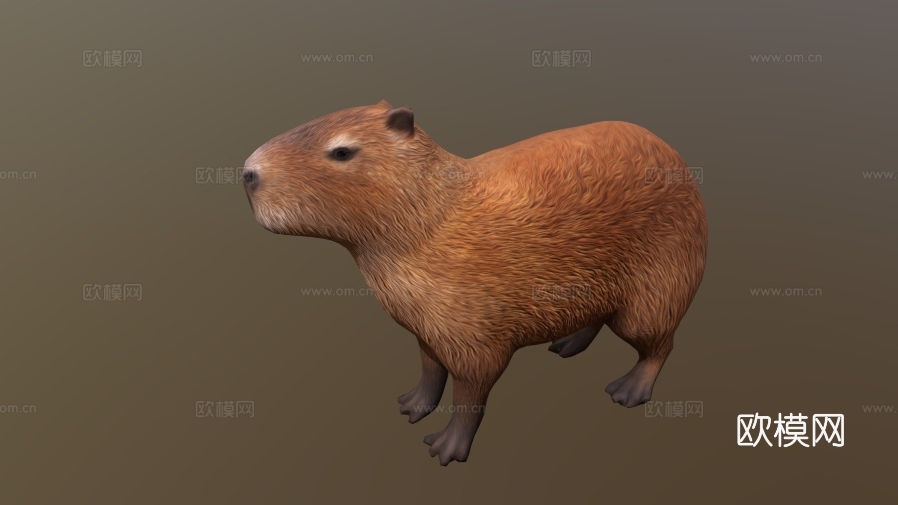 水豚3d模型