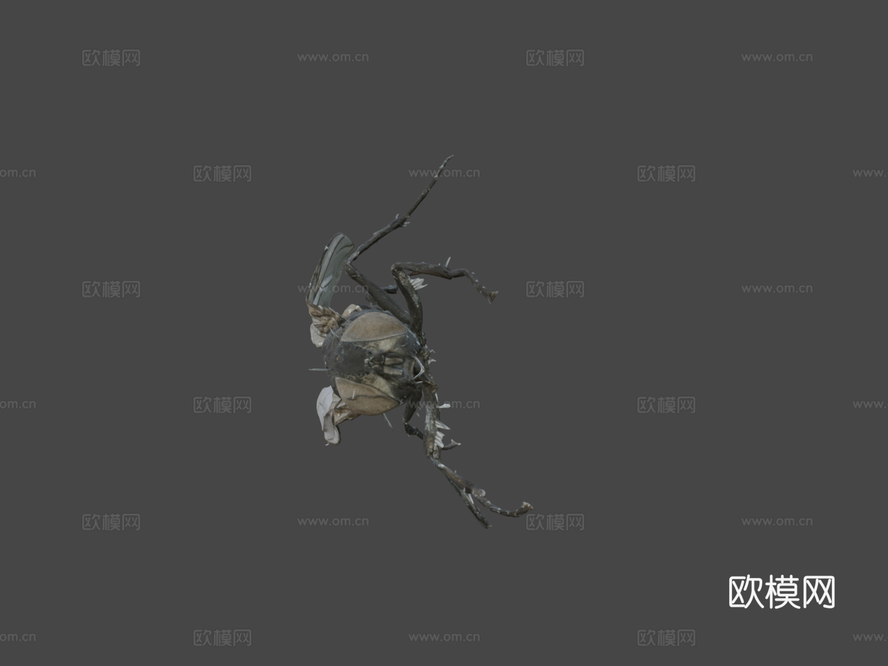 家蝇（自然历史数字档案(DiNArDa)）3d模型