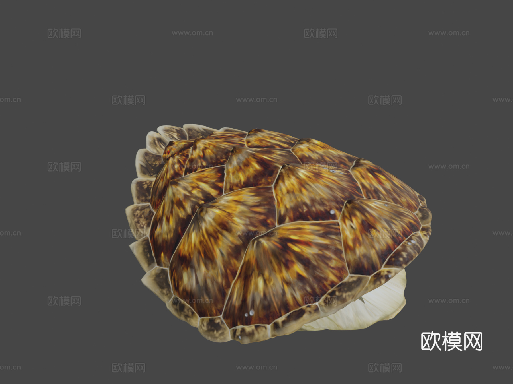 玳瑁海龟♂3d模型