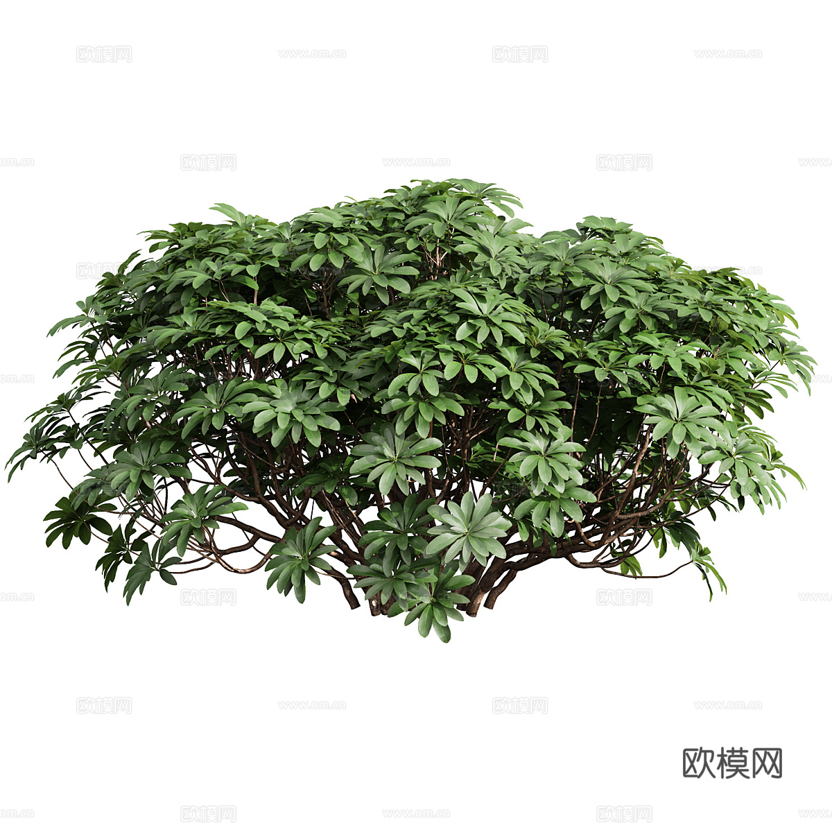 现代灌木 景观树3d模型