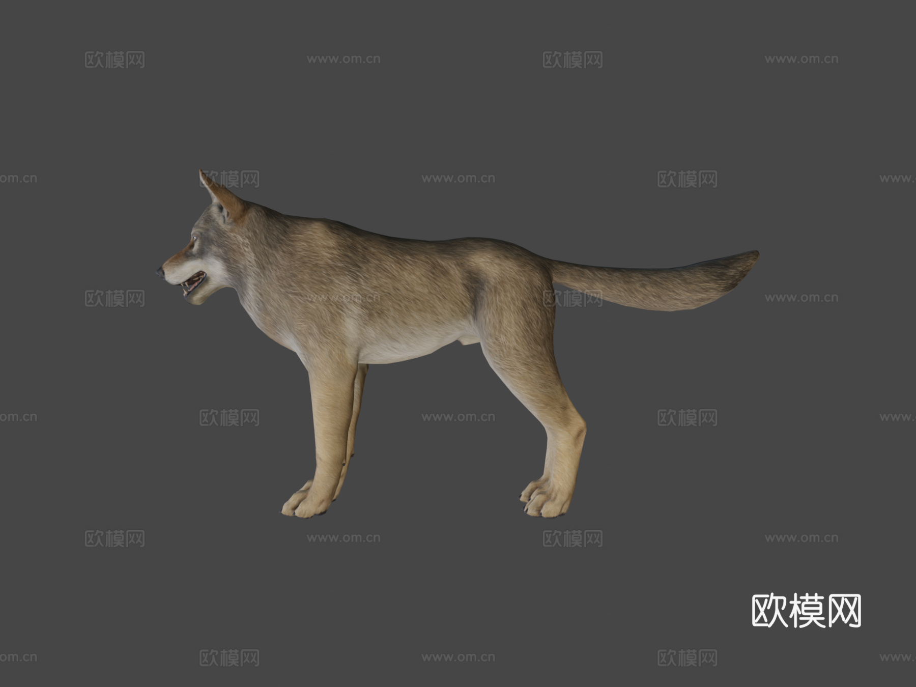 狼动画3d模型