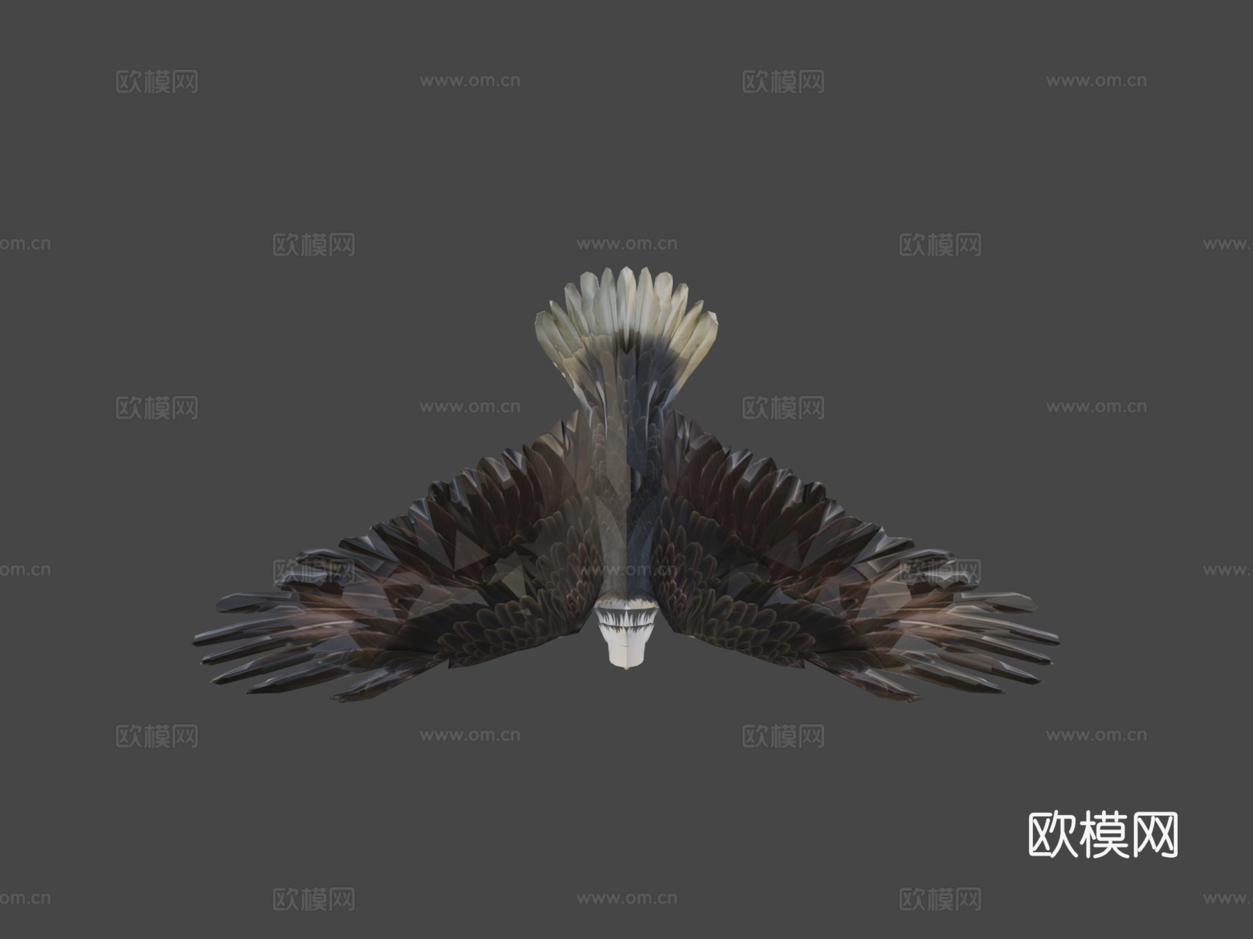 动画鹰3d模型